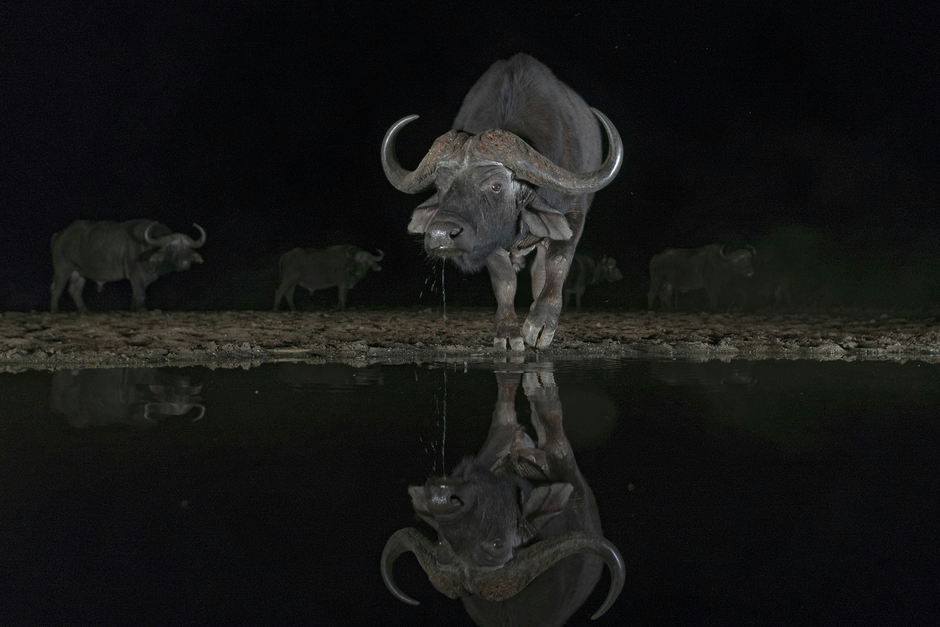 A group of animals that are standing in the water