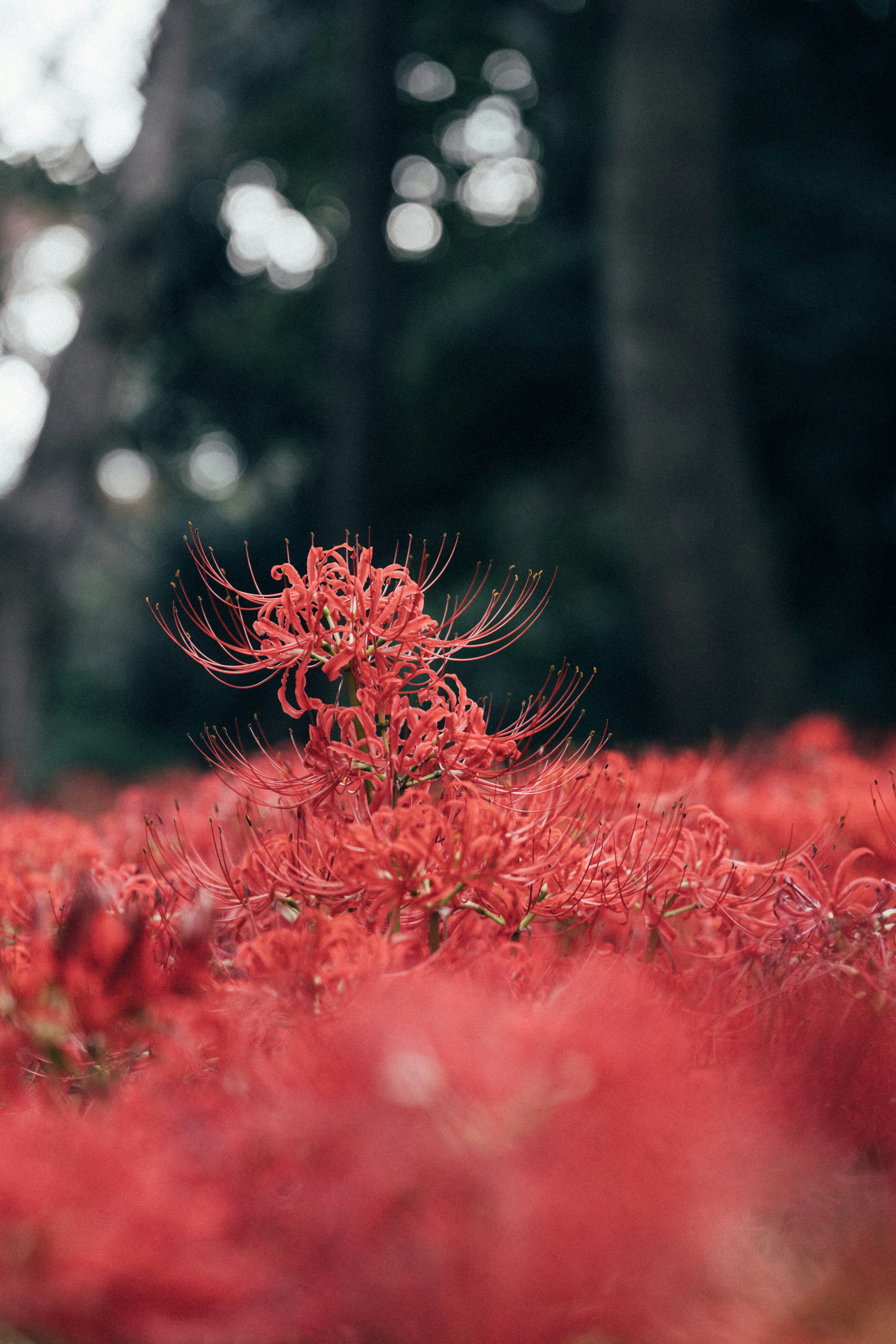 Photo by tsuyoshikozu