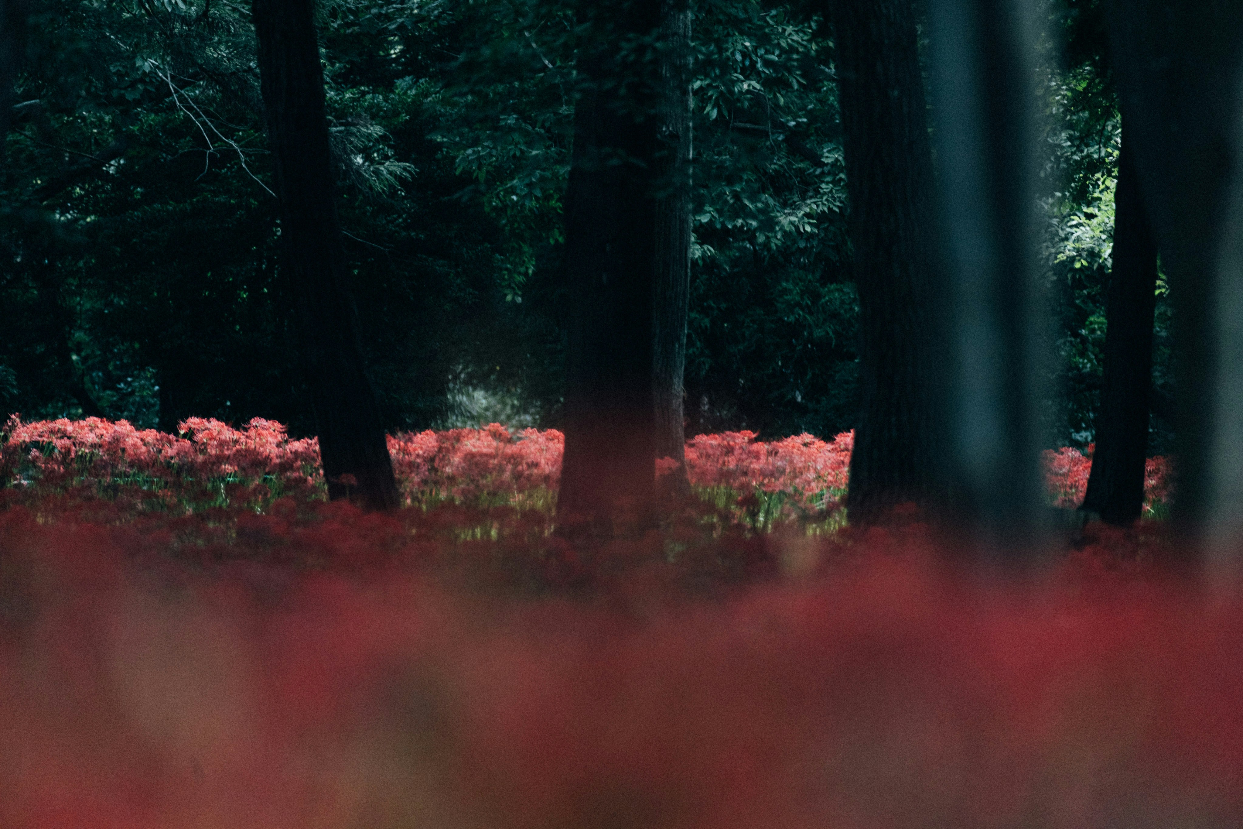 Photo by tsuyoshikozu