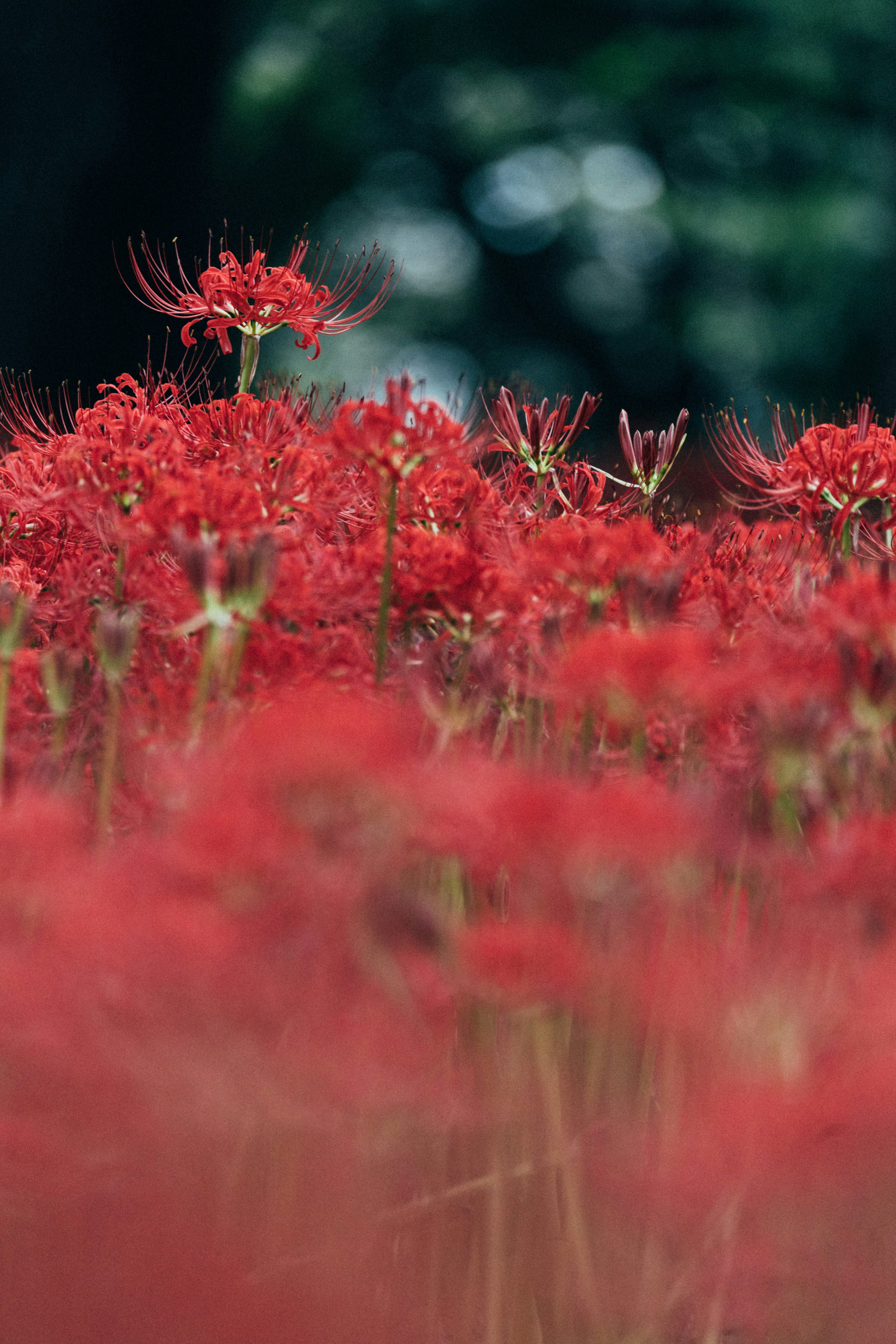 Photo by tsuyoshikozu