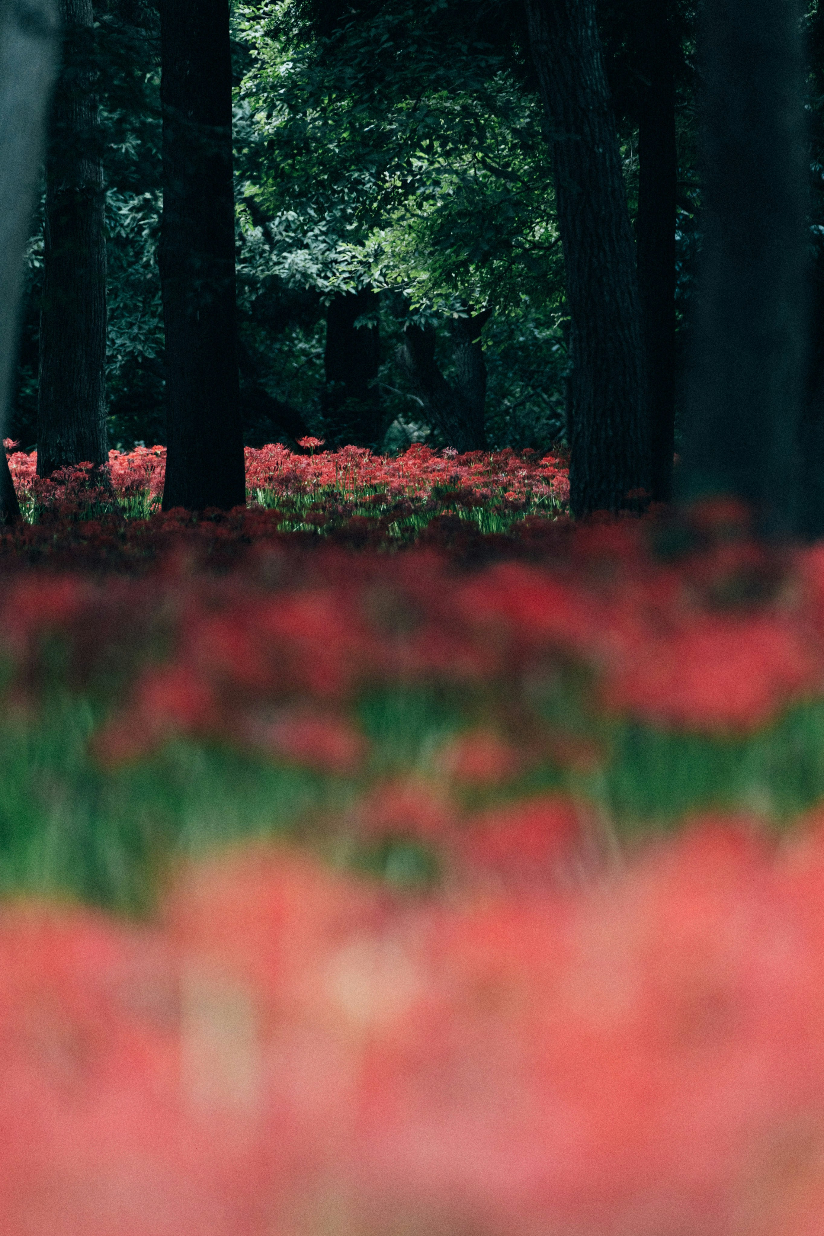 Photo by tsuyoshikozu