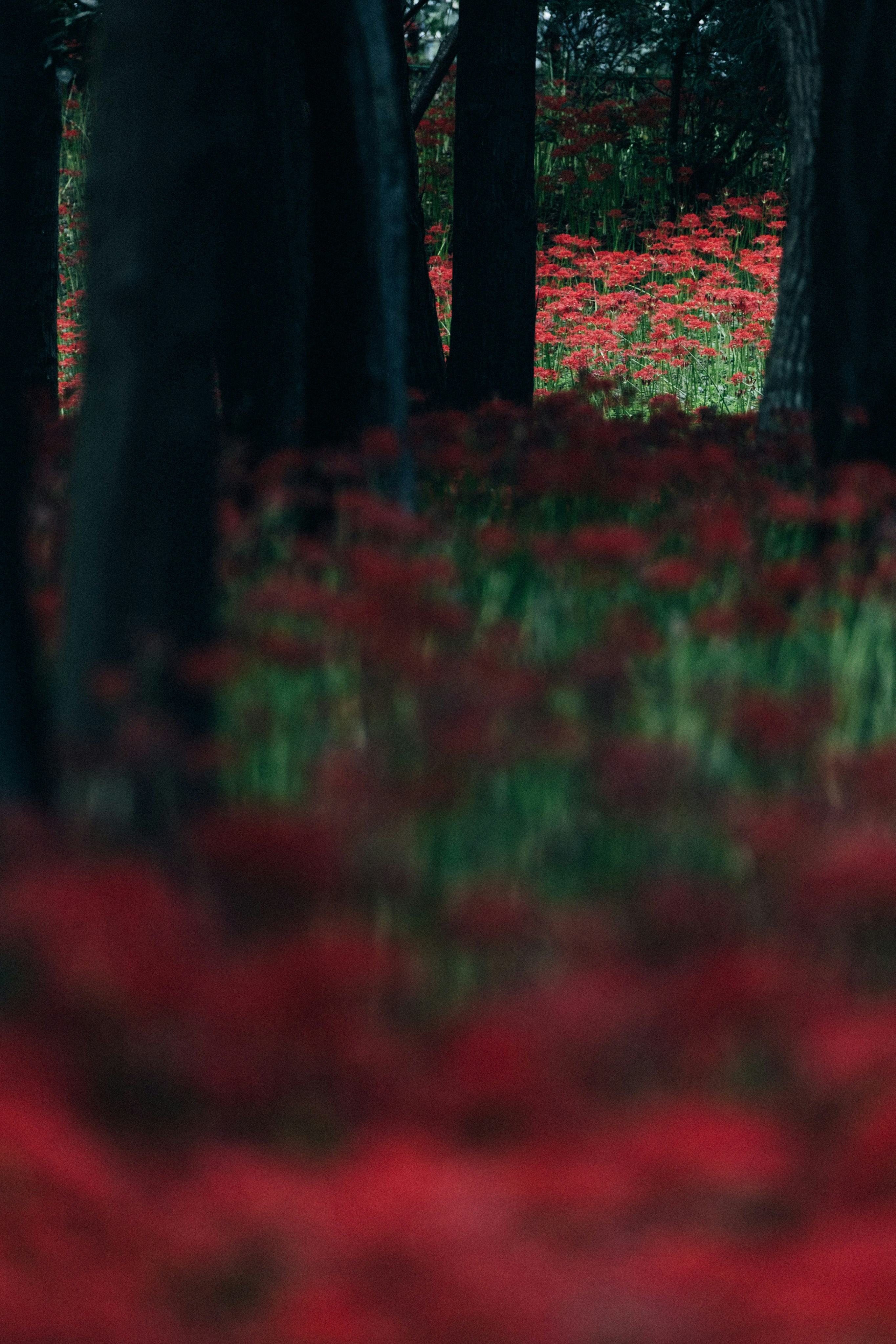 Photo by tsuyoshikozu