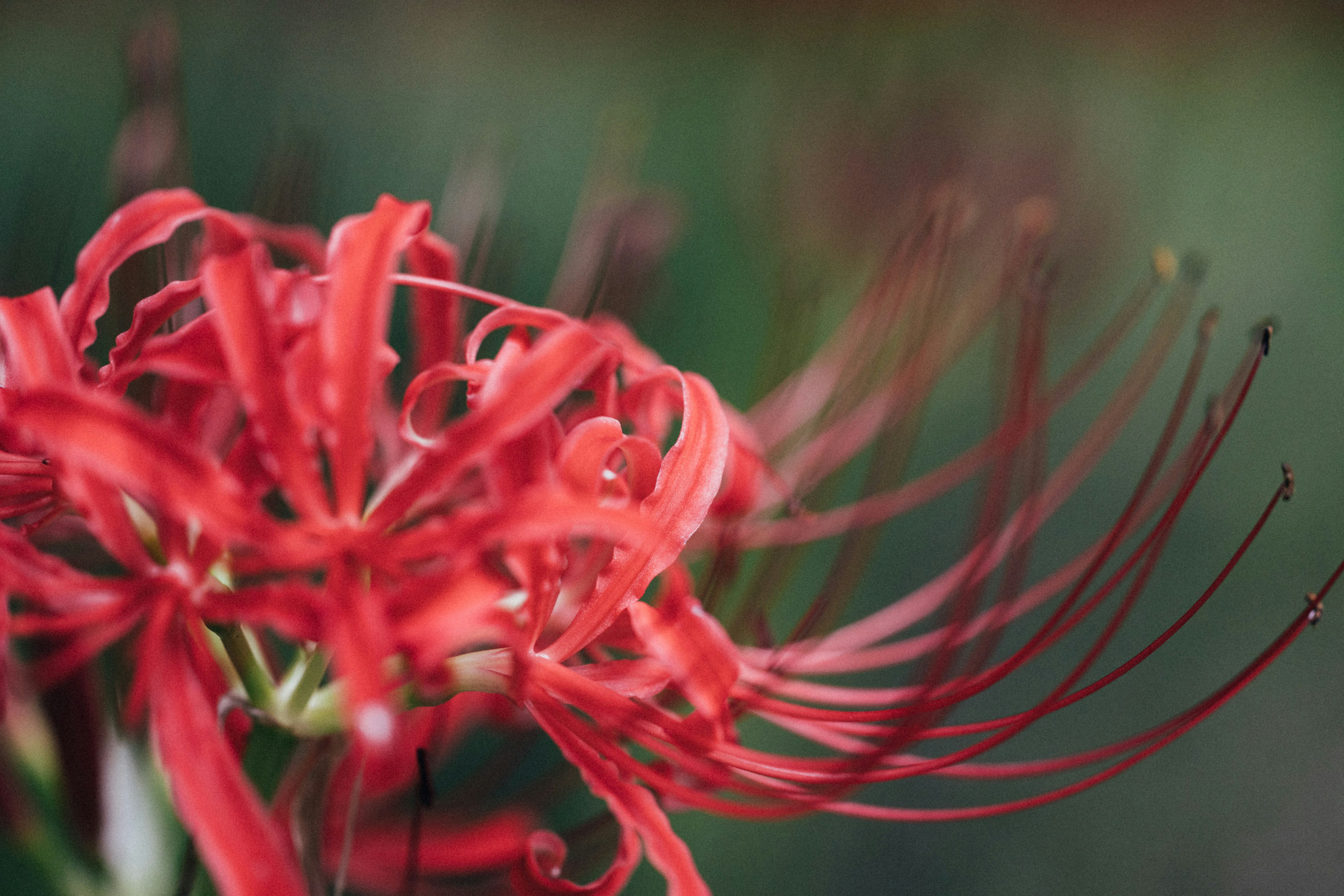 Photo by tsuyoshikozu