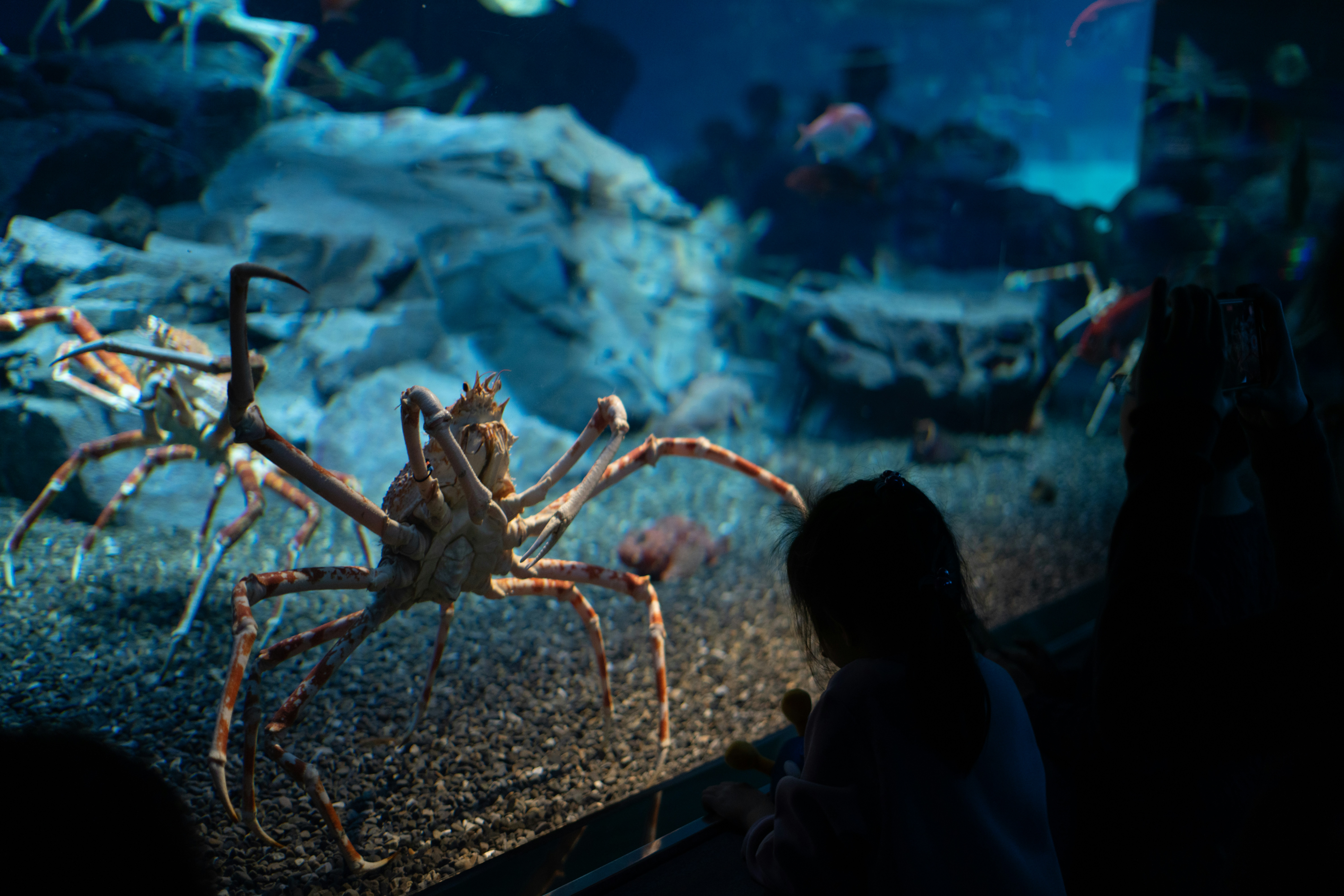 A large spider in an aquarium with people looking at it