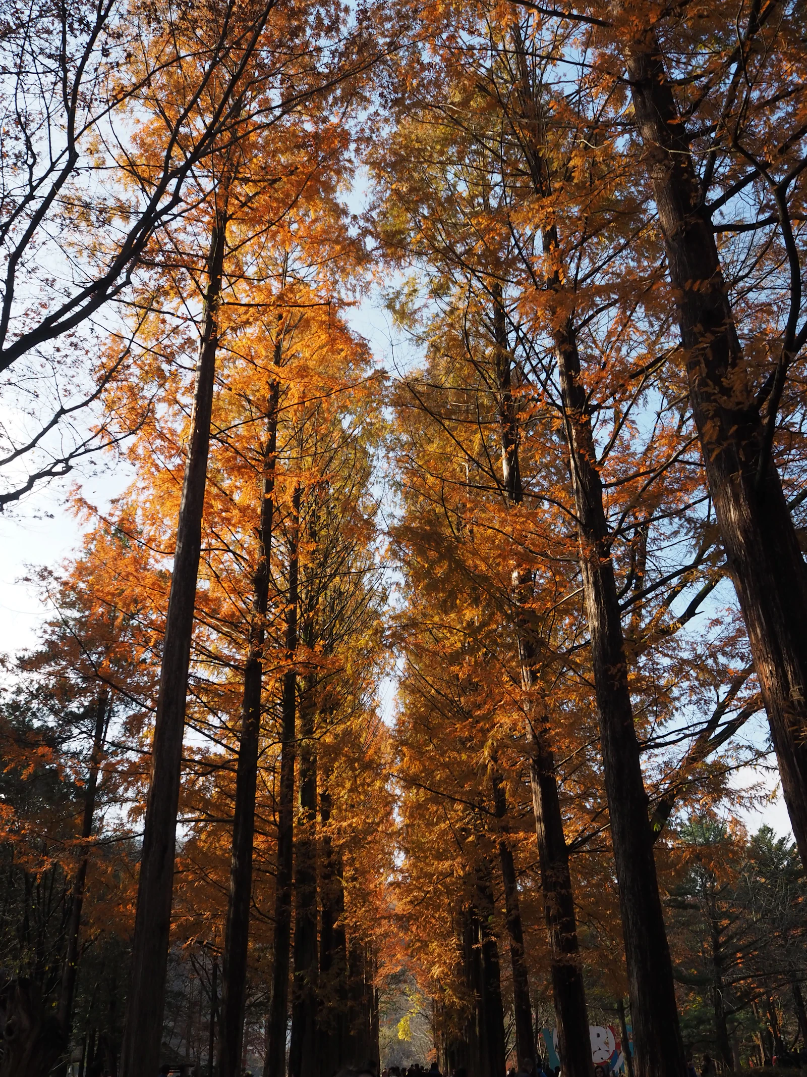 Tree lined avenue with autumn colours on Nami Island
