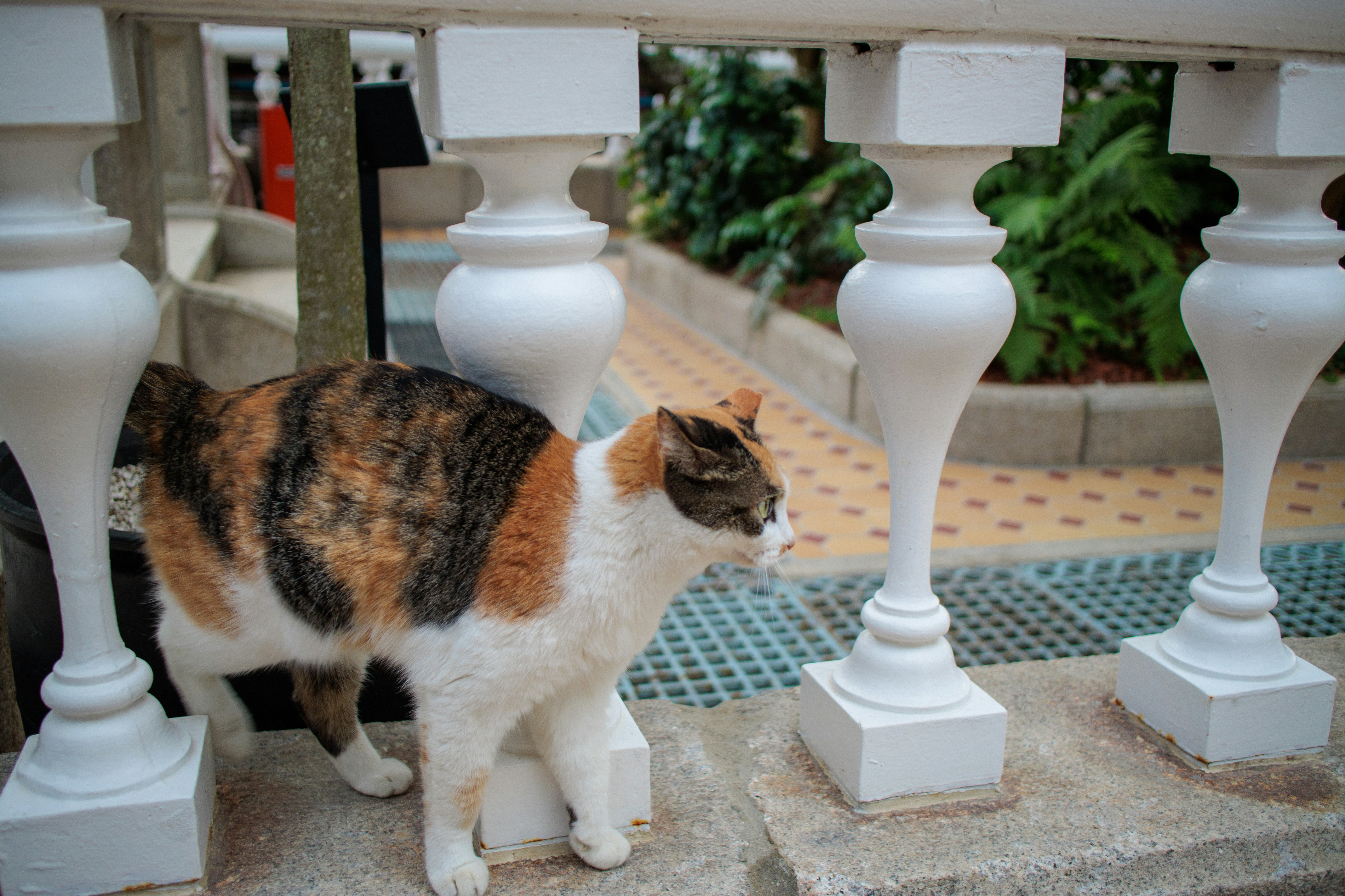 Modern pet care setup with smart feeder and fountain