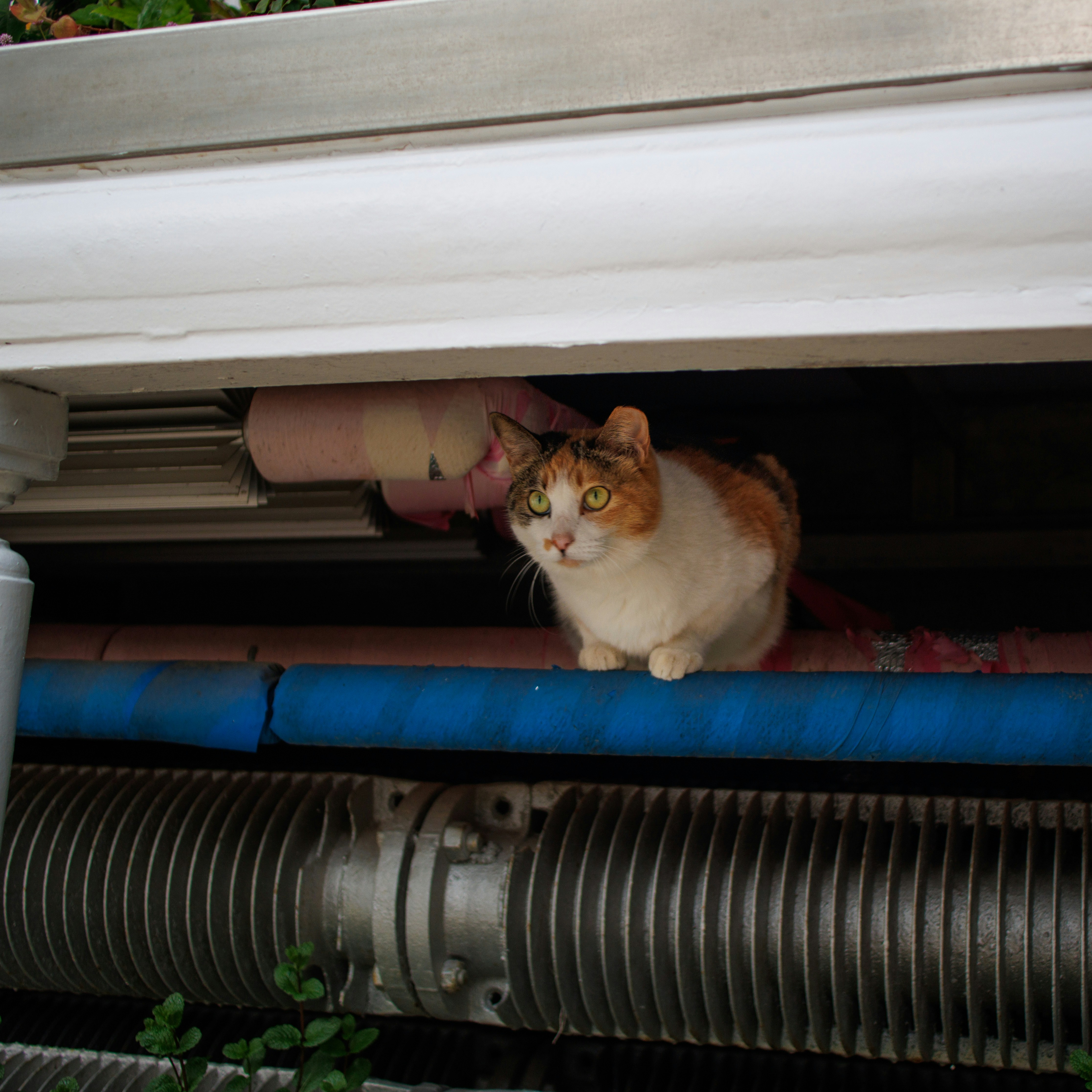 The Radiator Perch (image credits: unsplash)