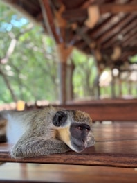 A monkey is laying on a wooden table