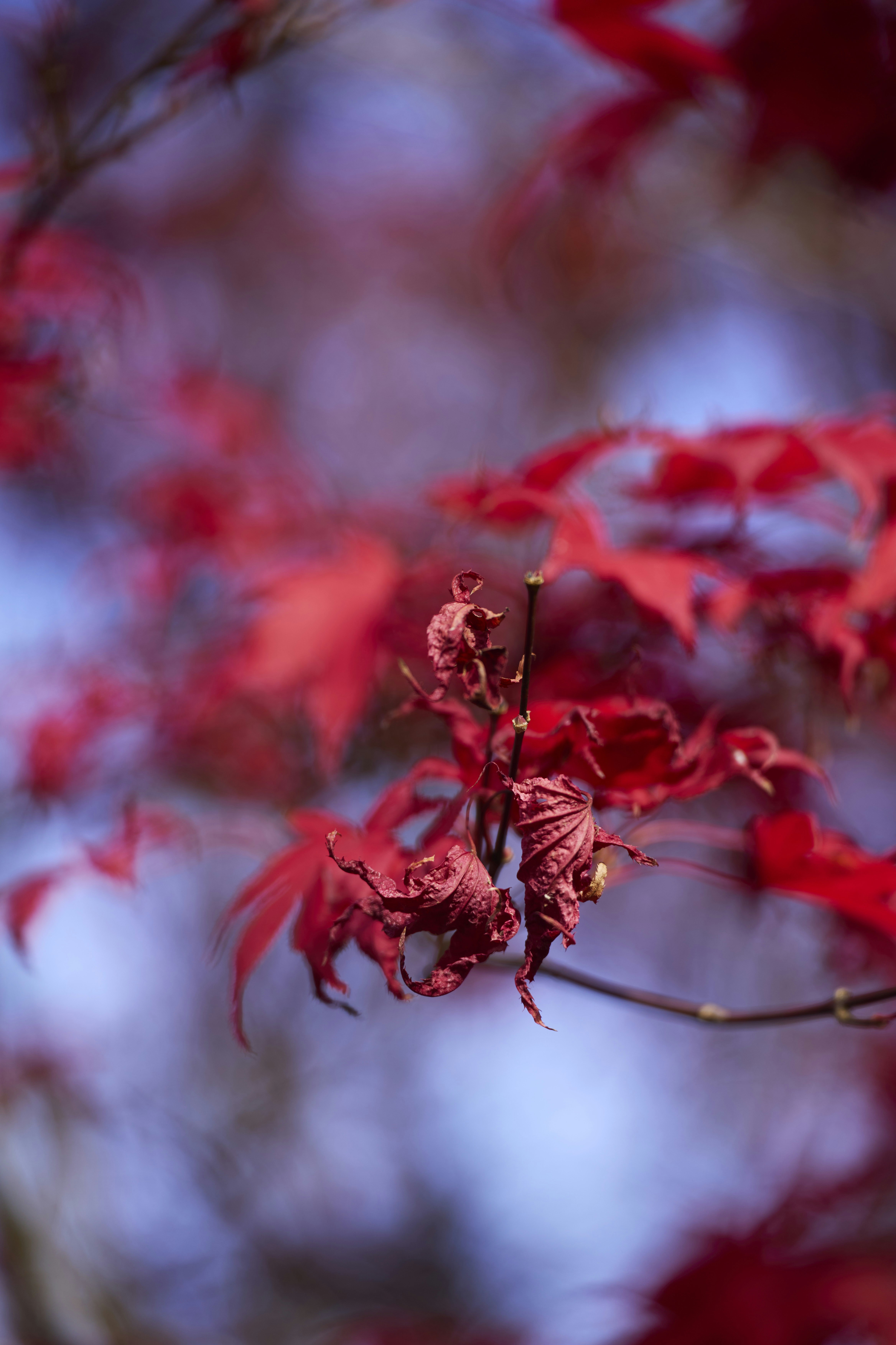 Photo by wolfgang_hasselmann