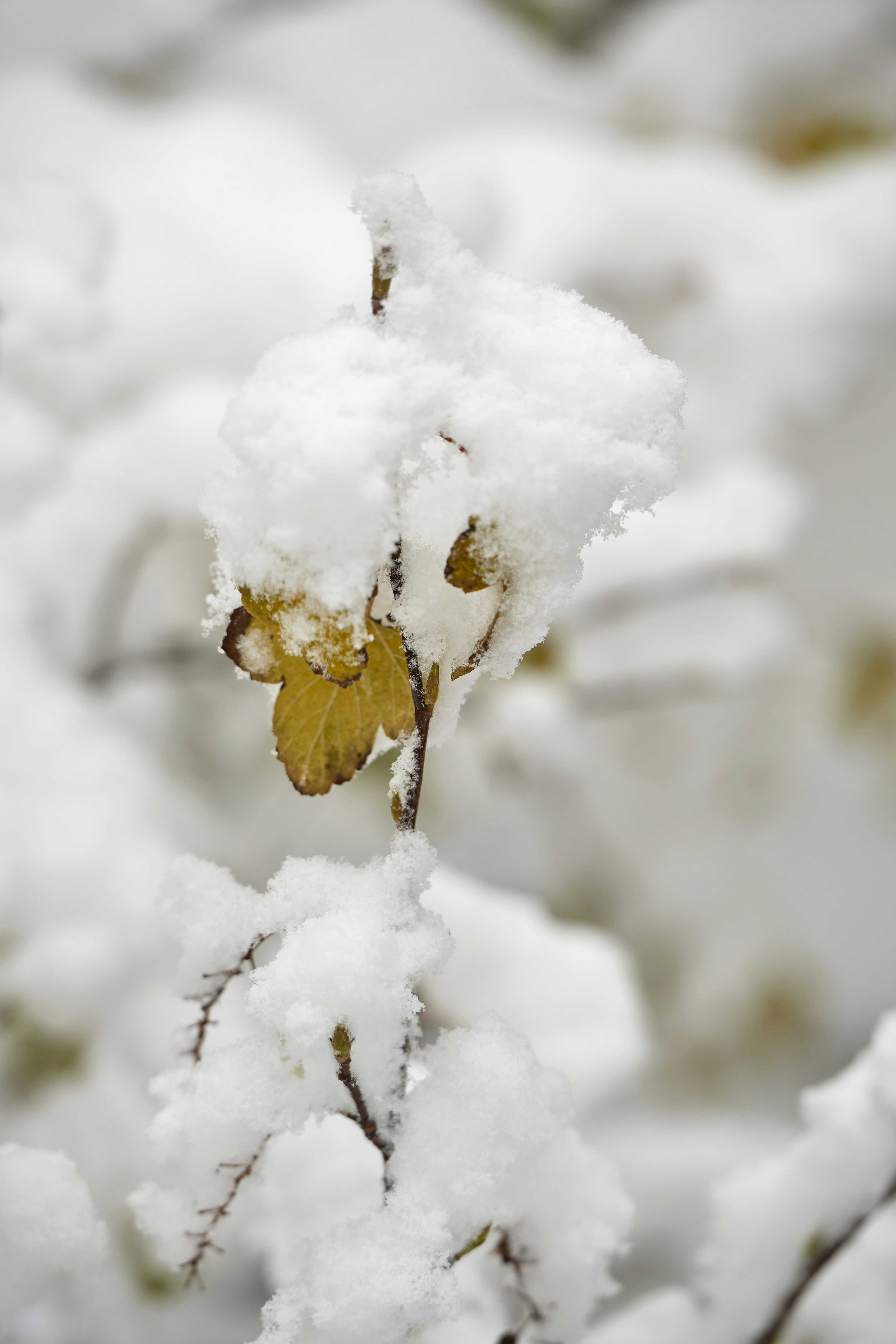 Photo by wolfgang_hasselmann