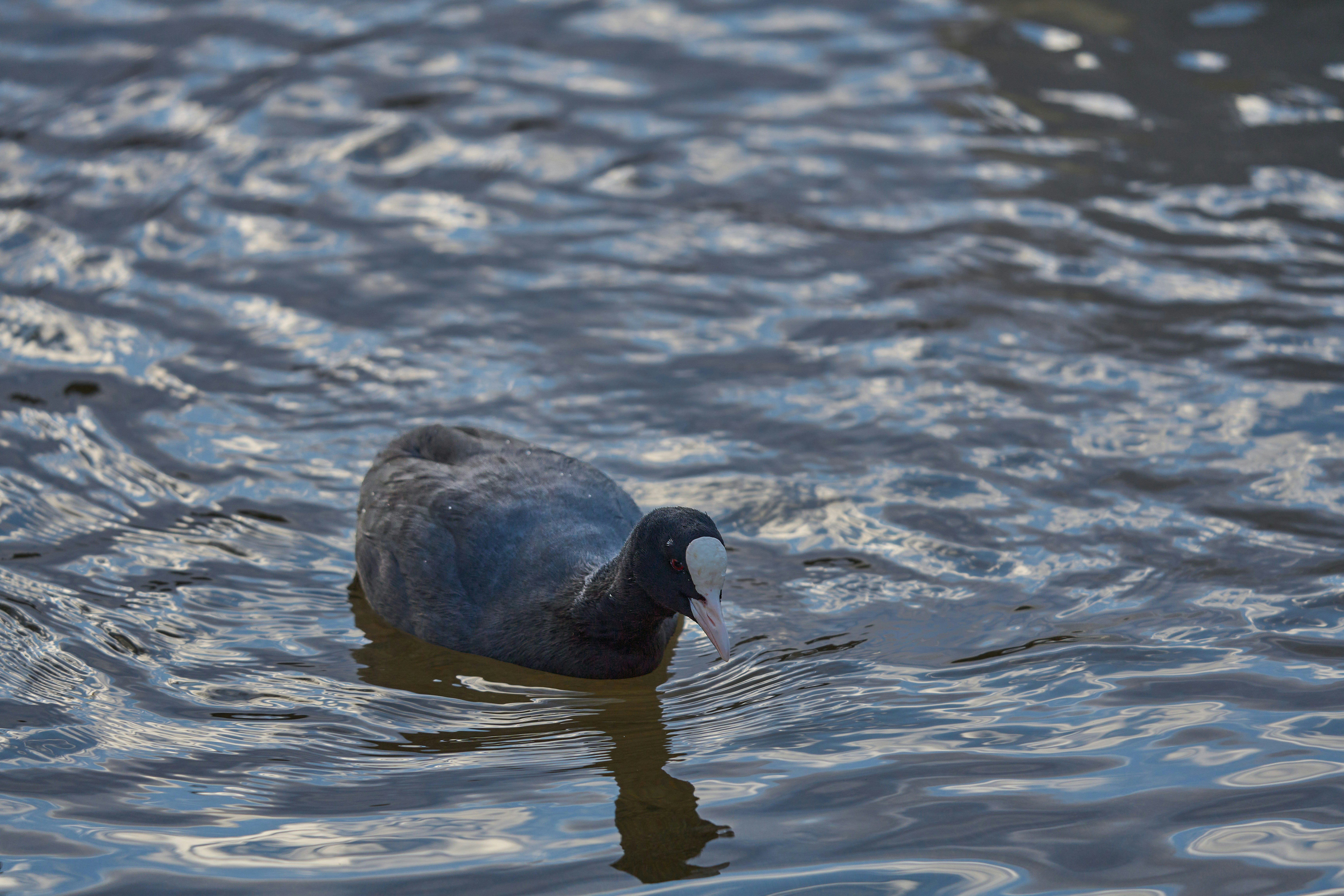 Photo by wolfgang_hasselmann