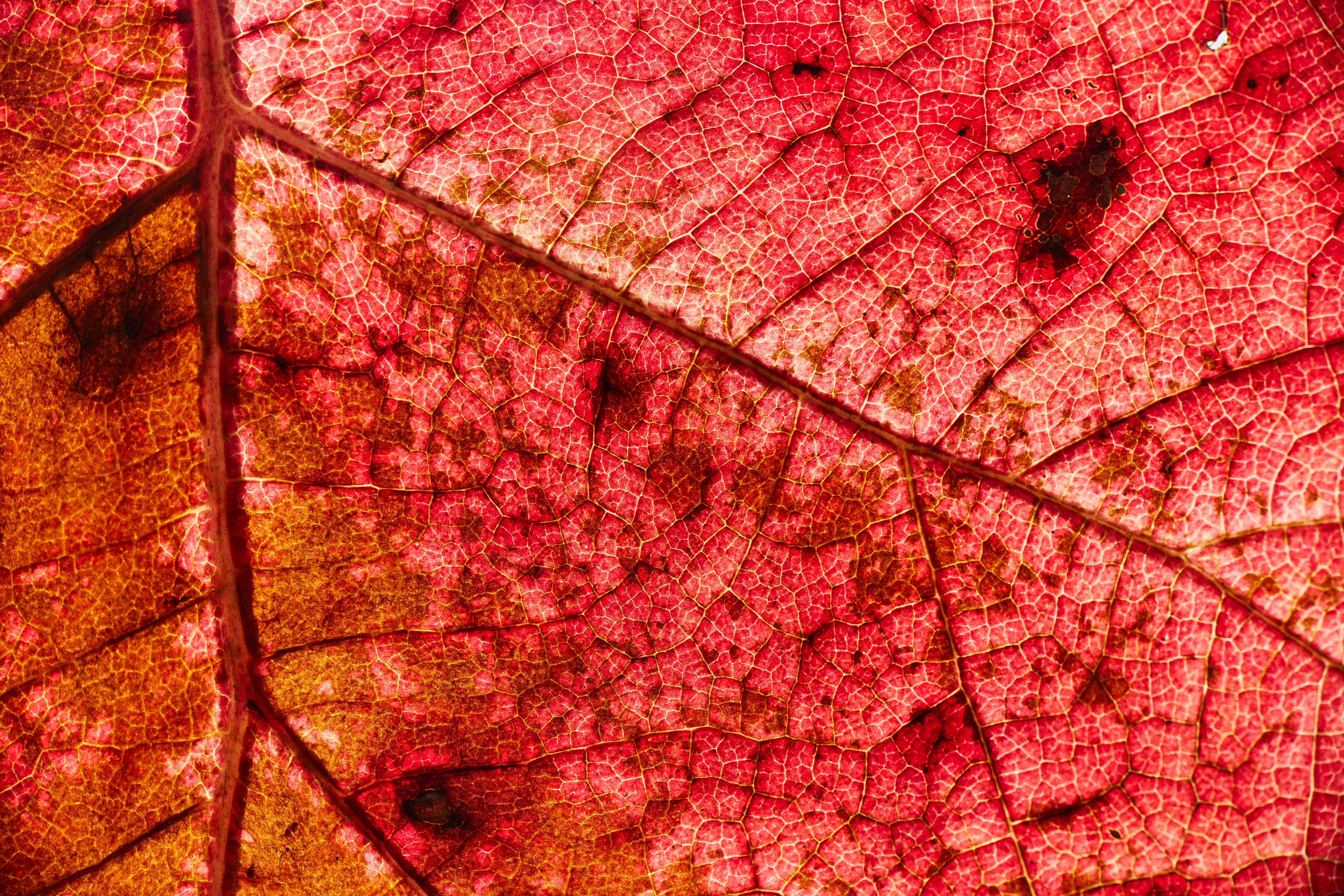 Photo by wolfgang_hasselmann