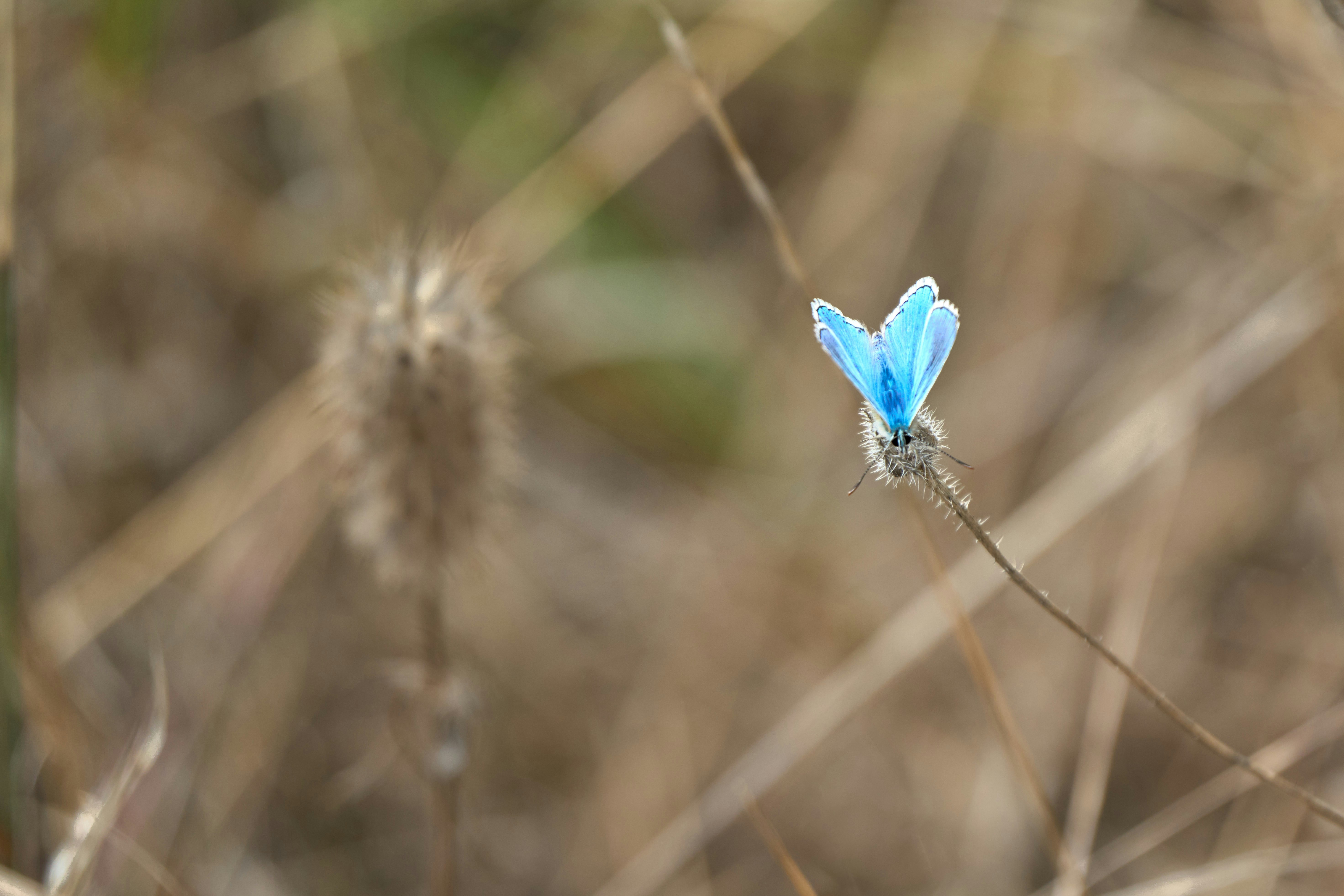 Photo by wolfgang_hasselmann