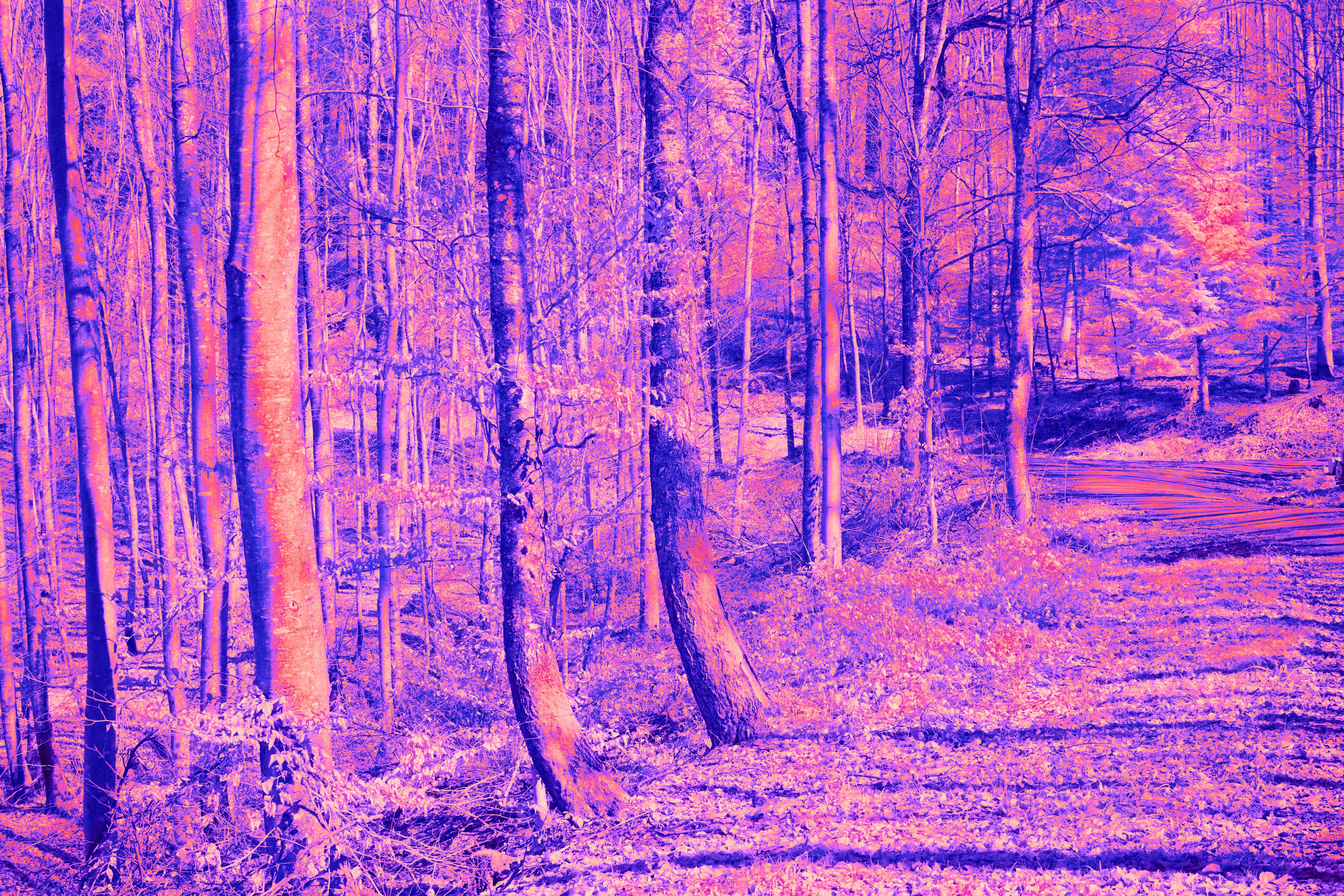 Photo by wolfgang_hasselmann