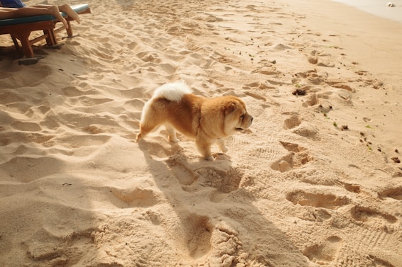 A dog walking on a beach near a chair