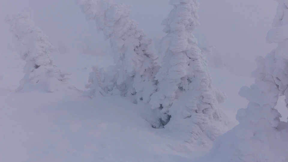 The image depicts a serene winter landscape with snow-covered trees and shrubs, creating a sense of tranquility. The perspective is from below, looking up at the towering trees that are partially obscured by the snow. The ground beneath them is blanketed in white, reflecting the overcast sky above. The colors in the image are predominantly white and gray, with some green accents visible through the foliage.