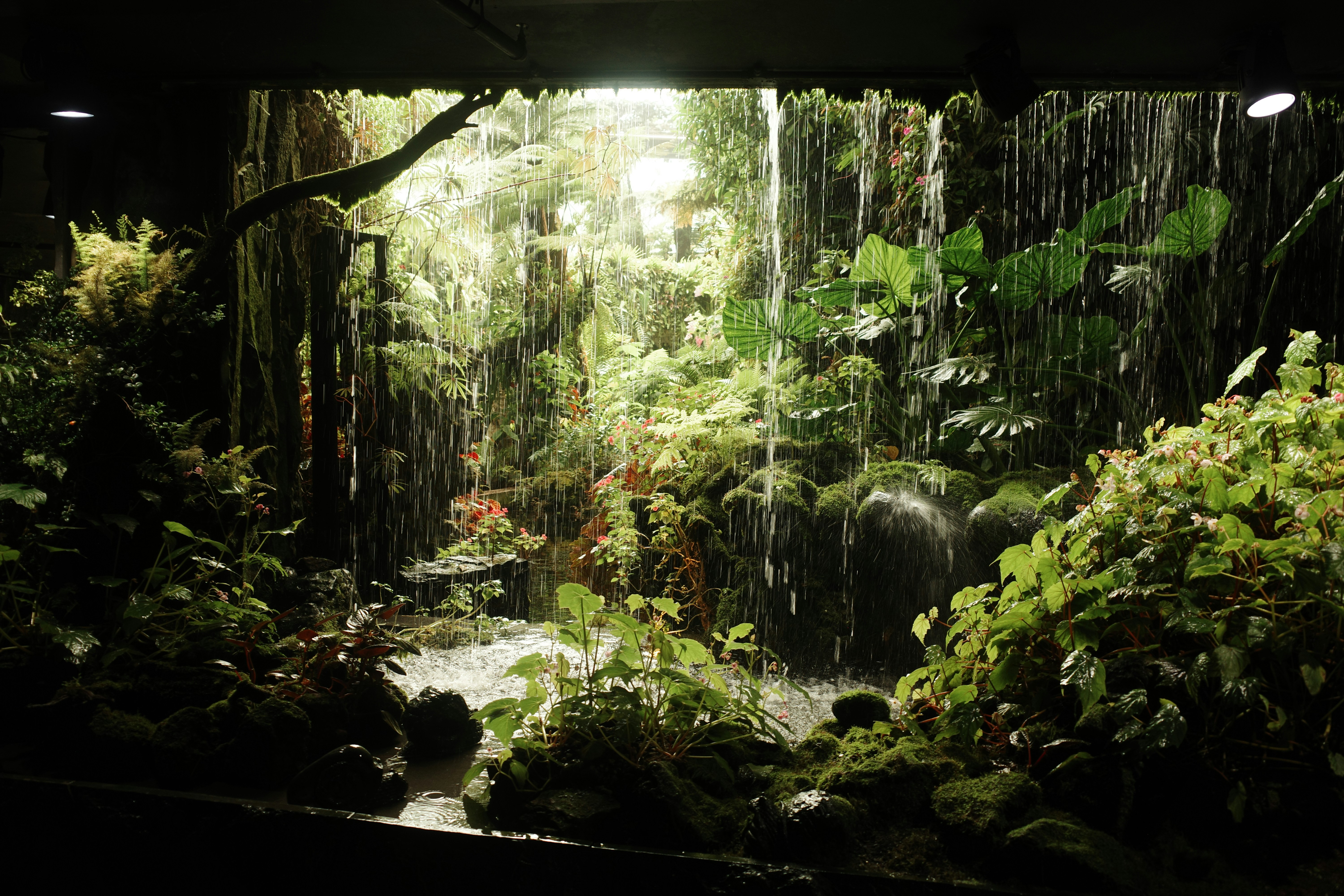 A forest filled with lots of green plants