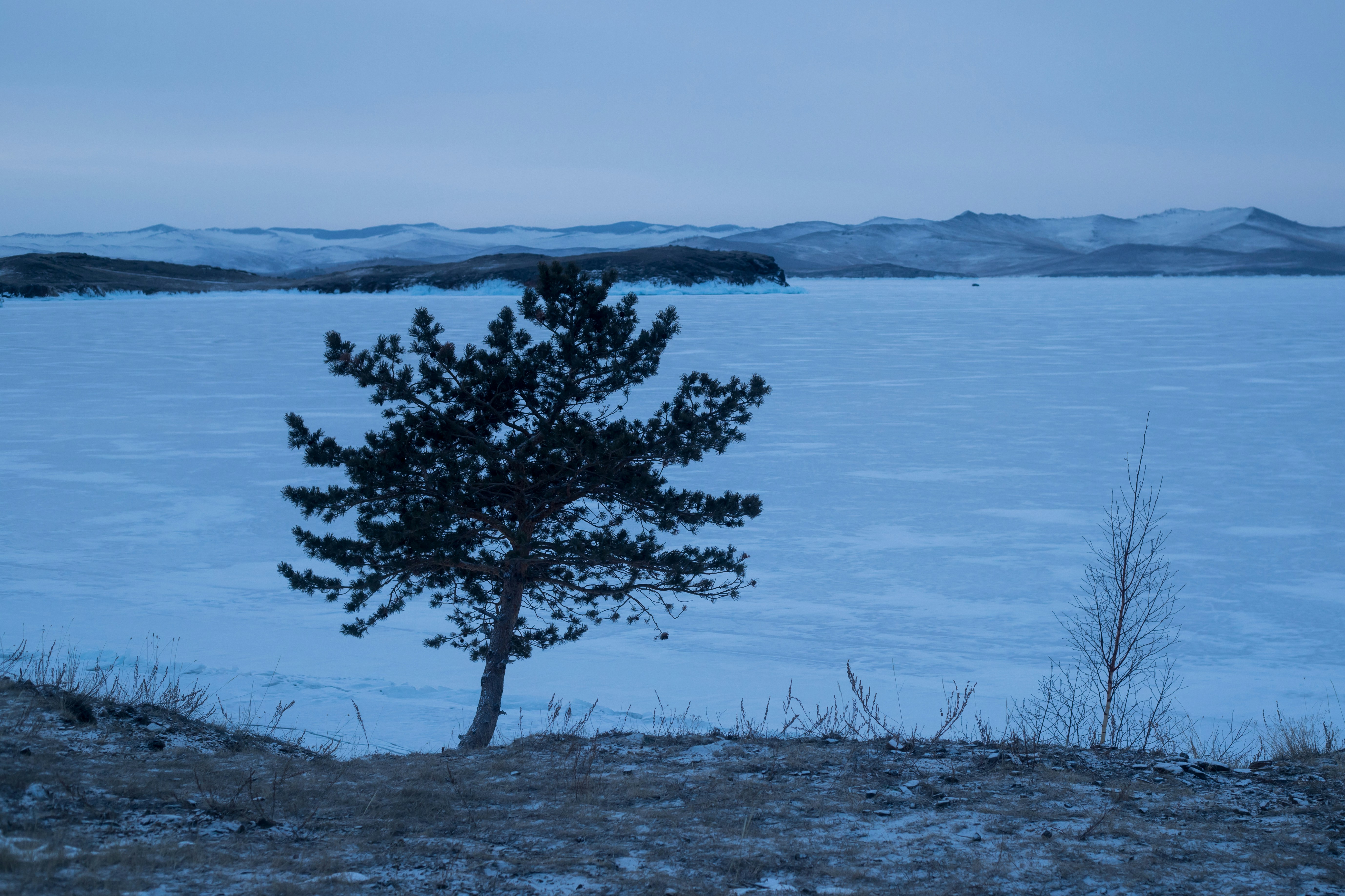Un albero solitario nel mezzo di un lago ghiacciato