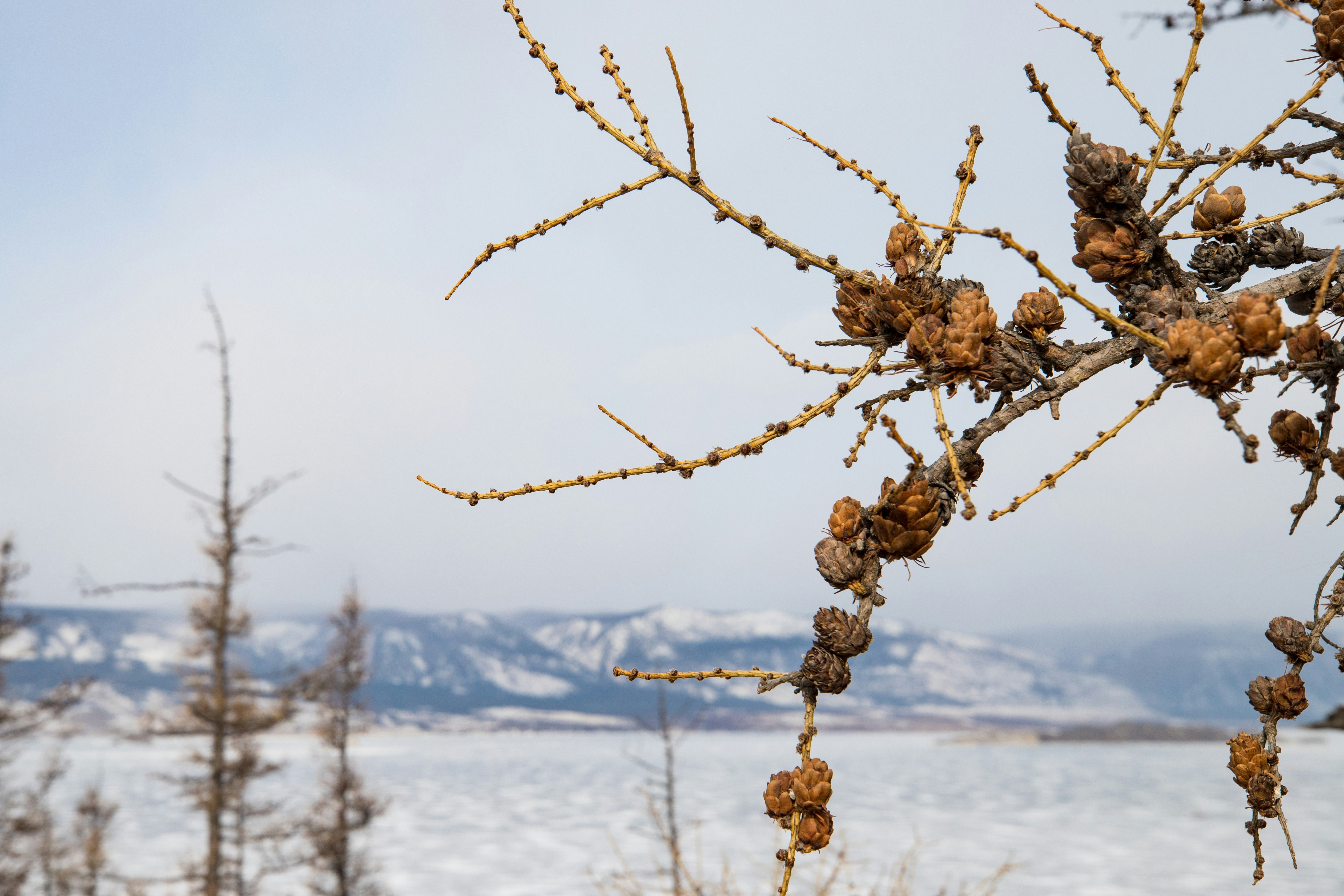 A tree with a bunch of fruit hanging from it's branches