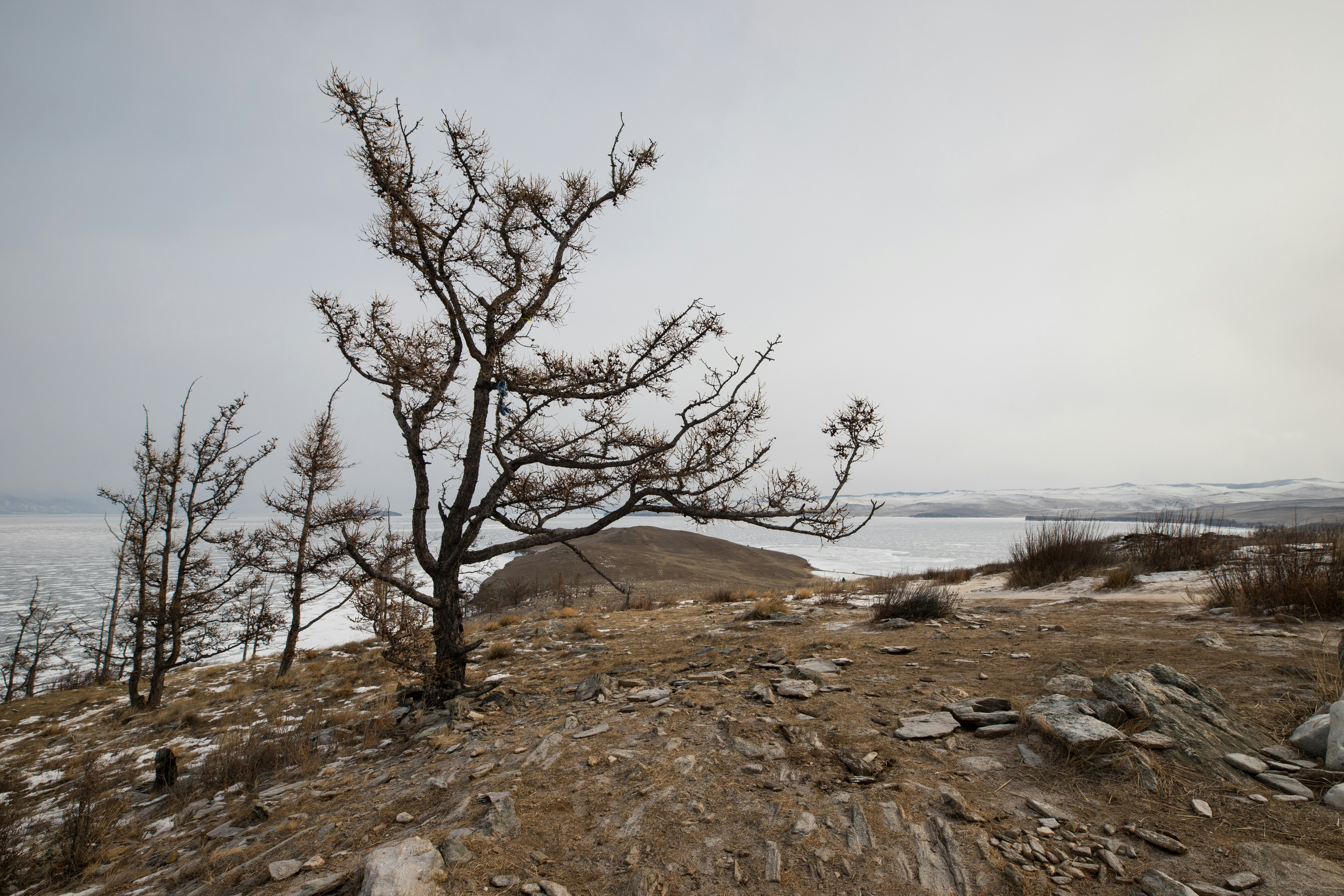 A lone tree on a hill overlooking a body of water