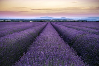 A field of lavender flowers with a sunset in the background