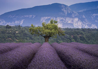 A lone tree in a lavender field with mountains in the background