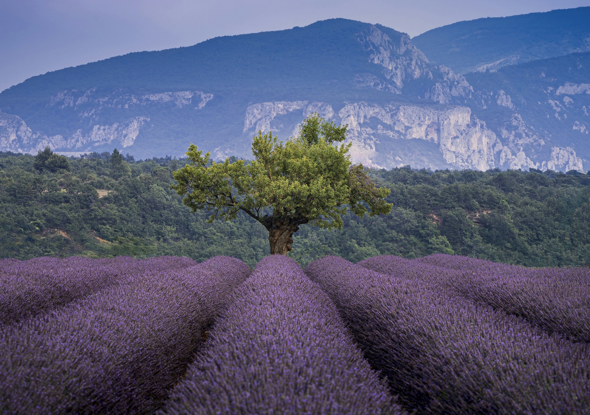 A lone tree in a lavender field with mountains in the background