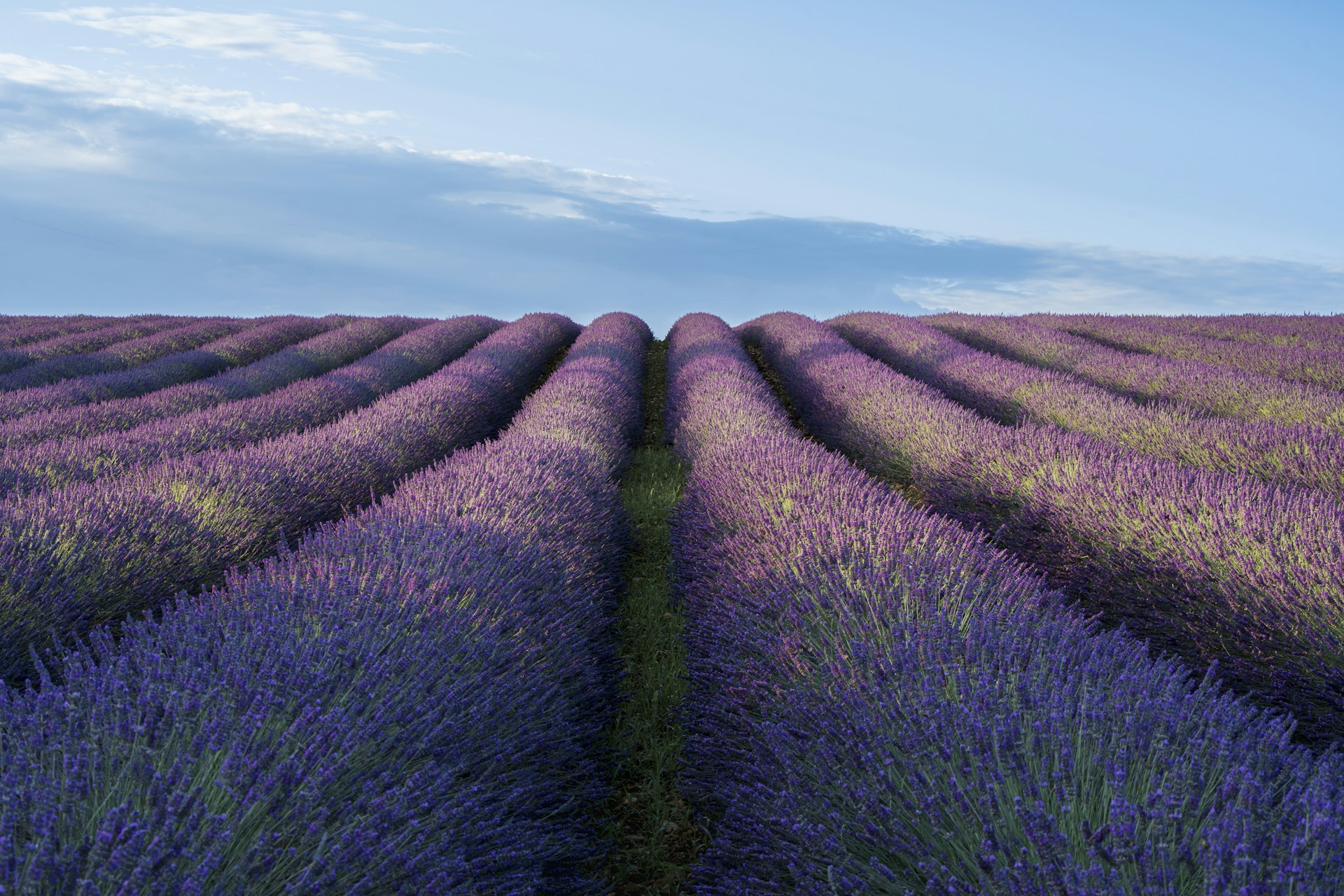 A field of lavender flowers under a blue sky