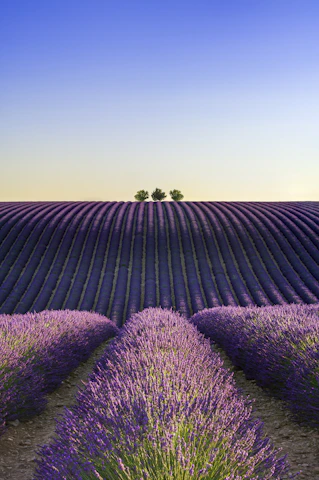 A lavender field with two trees in the distance