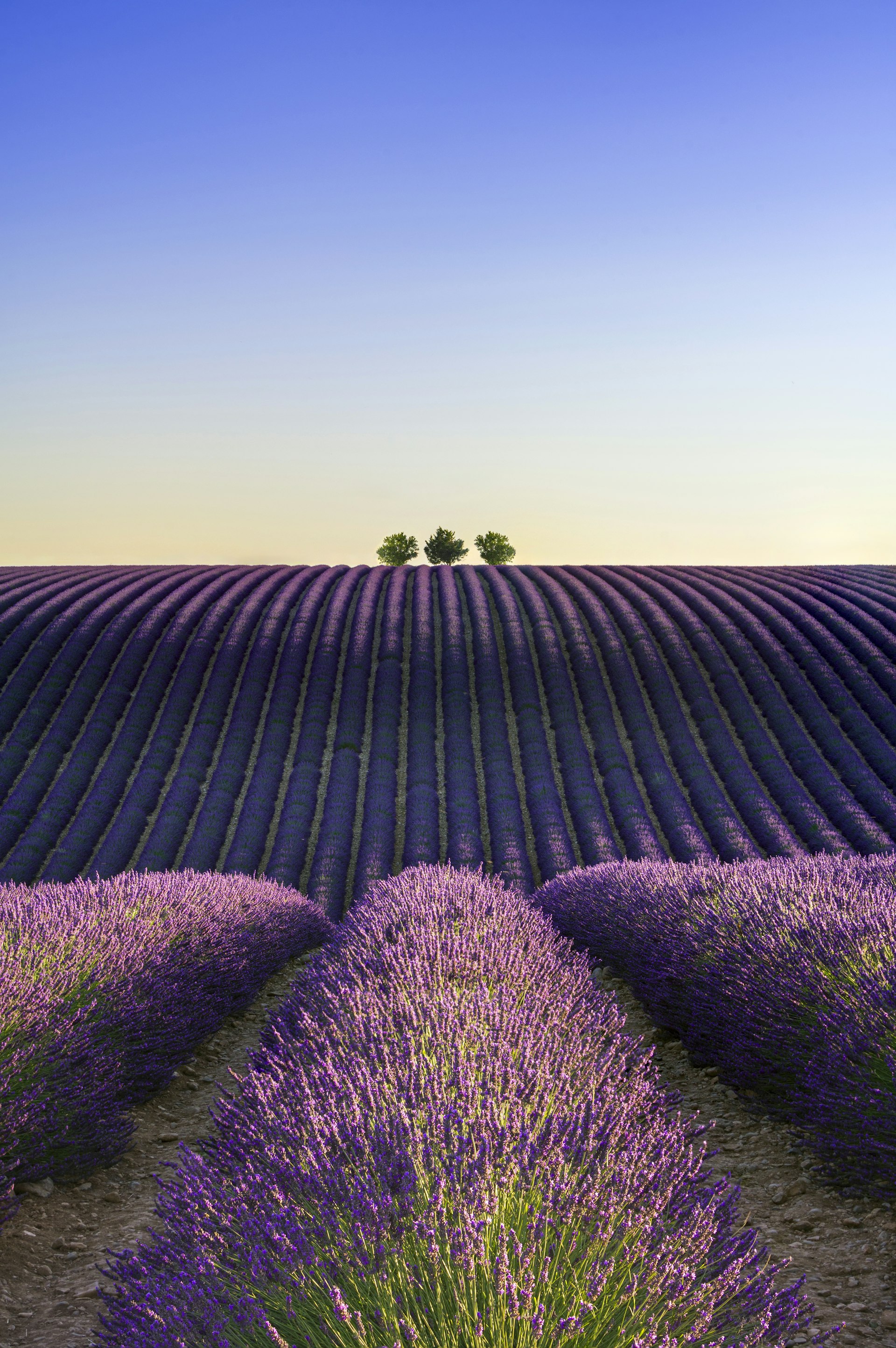 Lavender rows leading toward two trees at sunset on the Plateau de Valensole, Provence