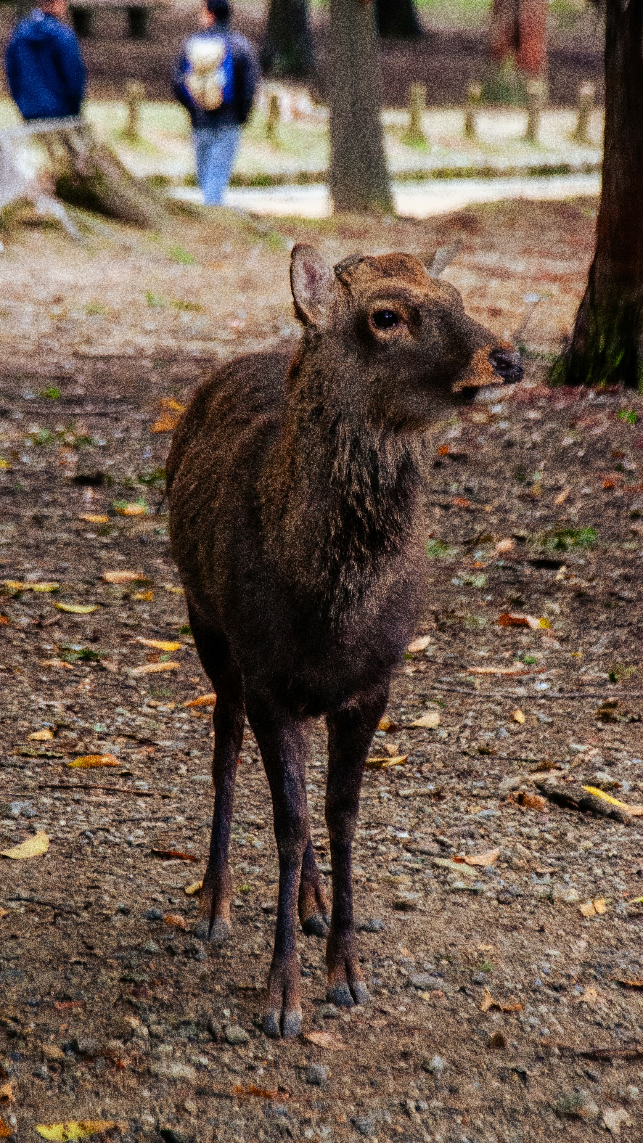 Japan gallery image 4