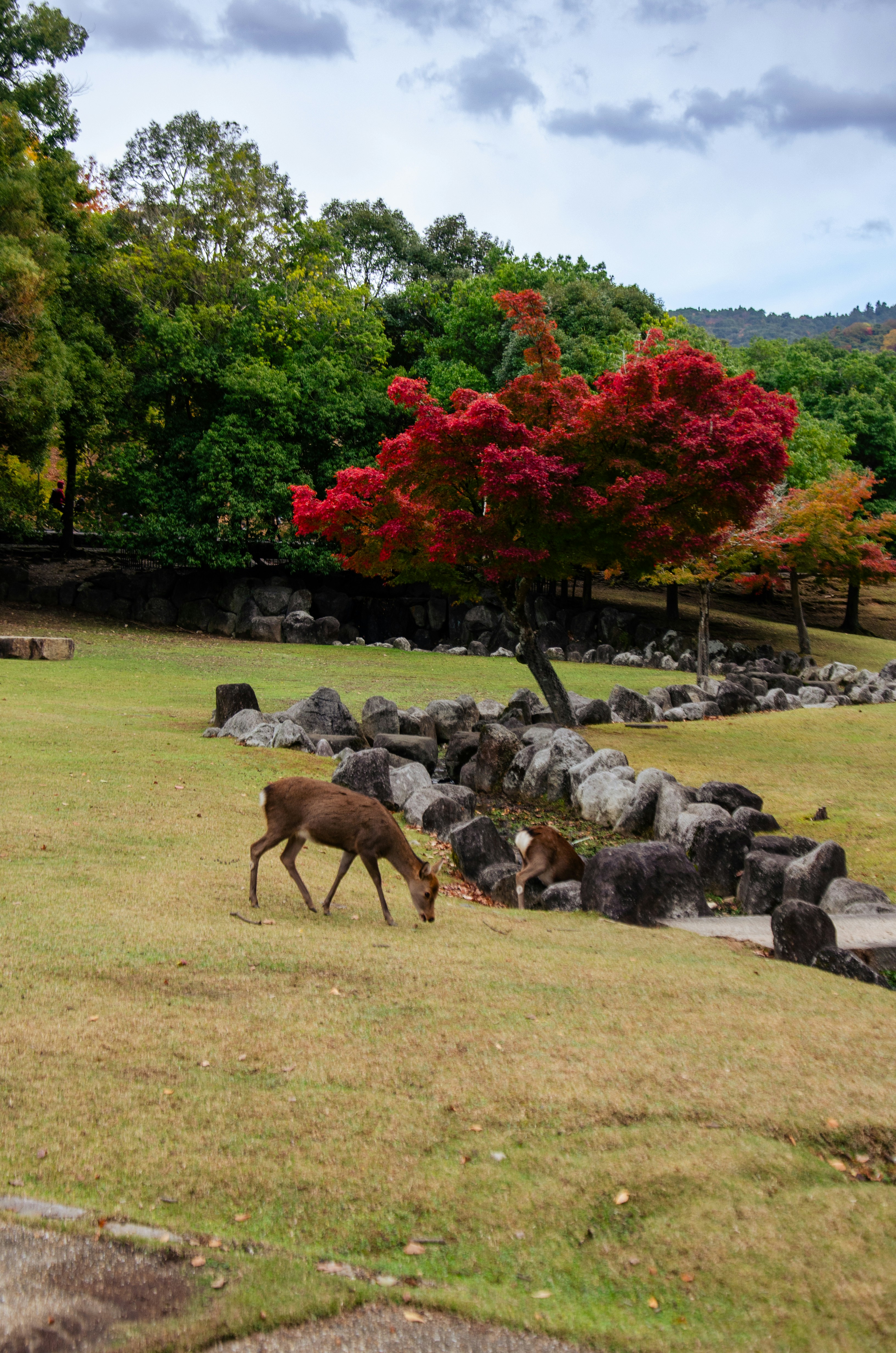 Kasuga Taisha Shrine
