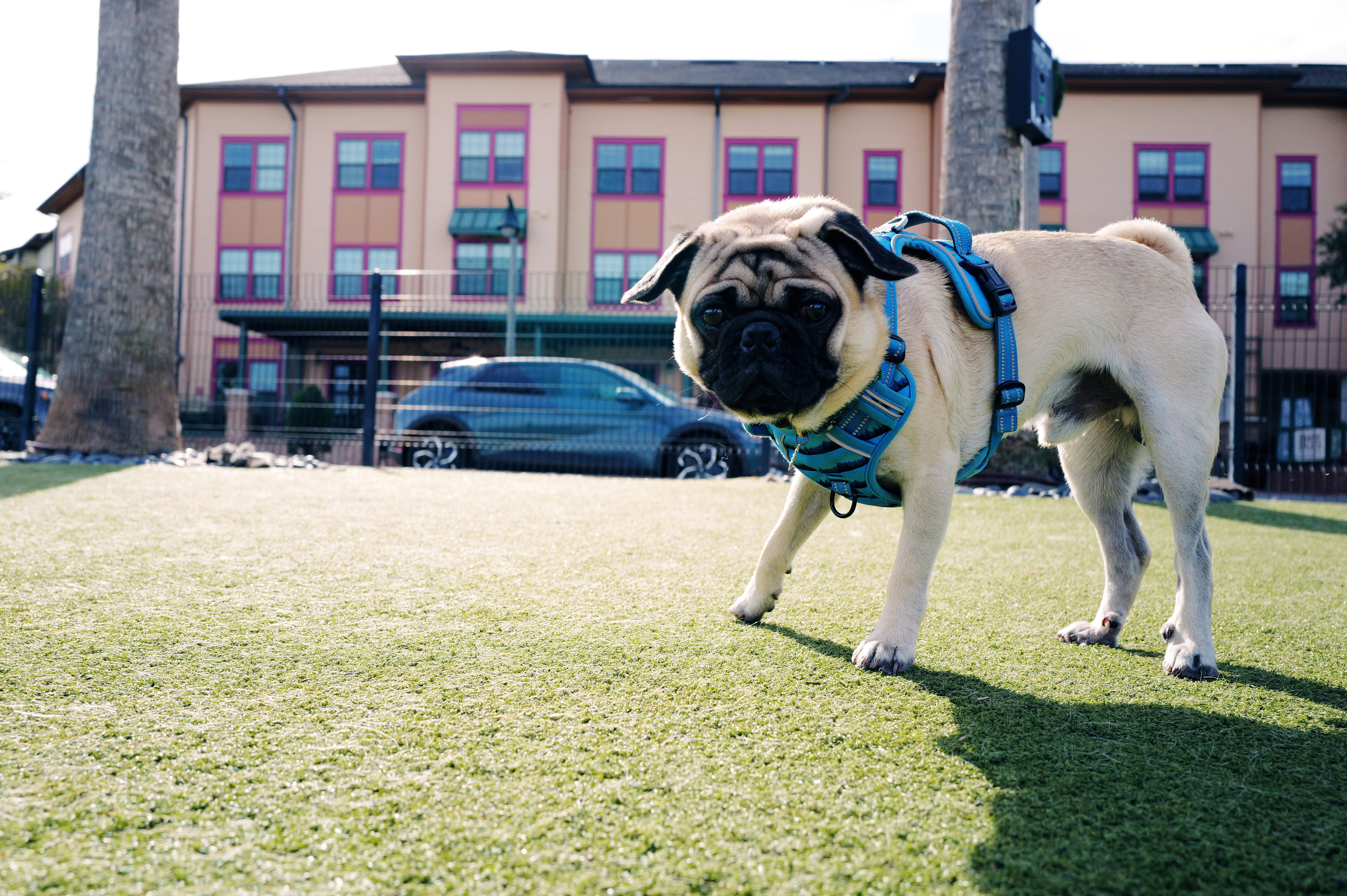 4. Pug (image credits: unsplash)