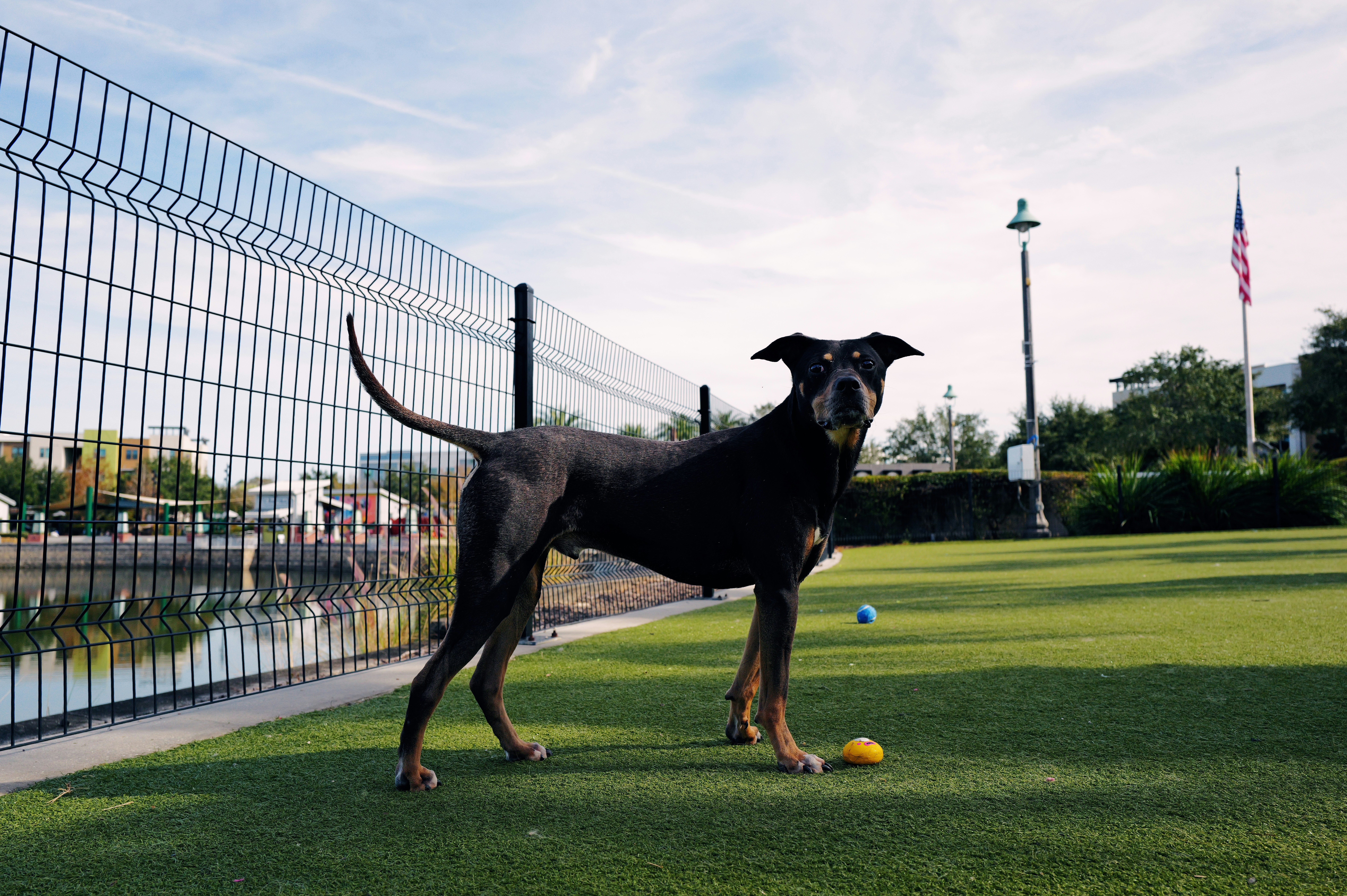 Dog successfully performing clicker-trained spin trick