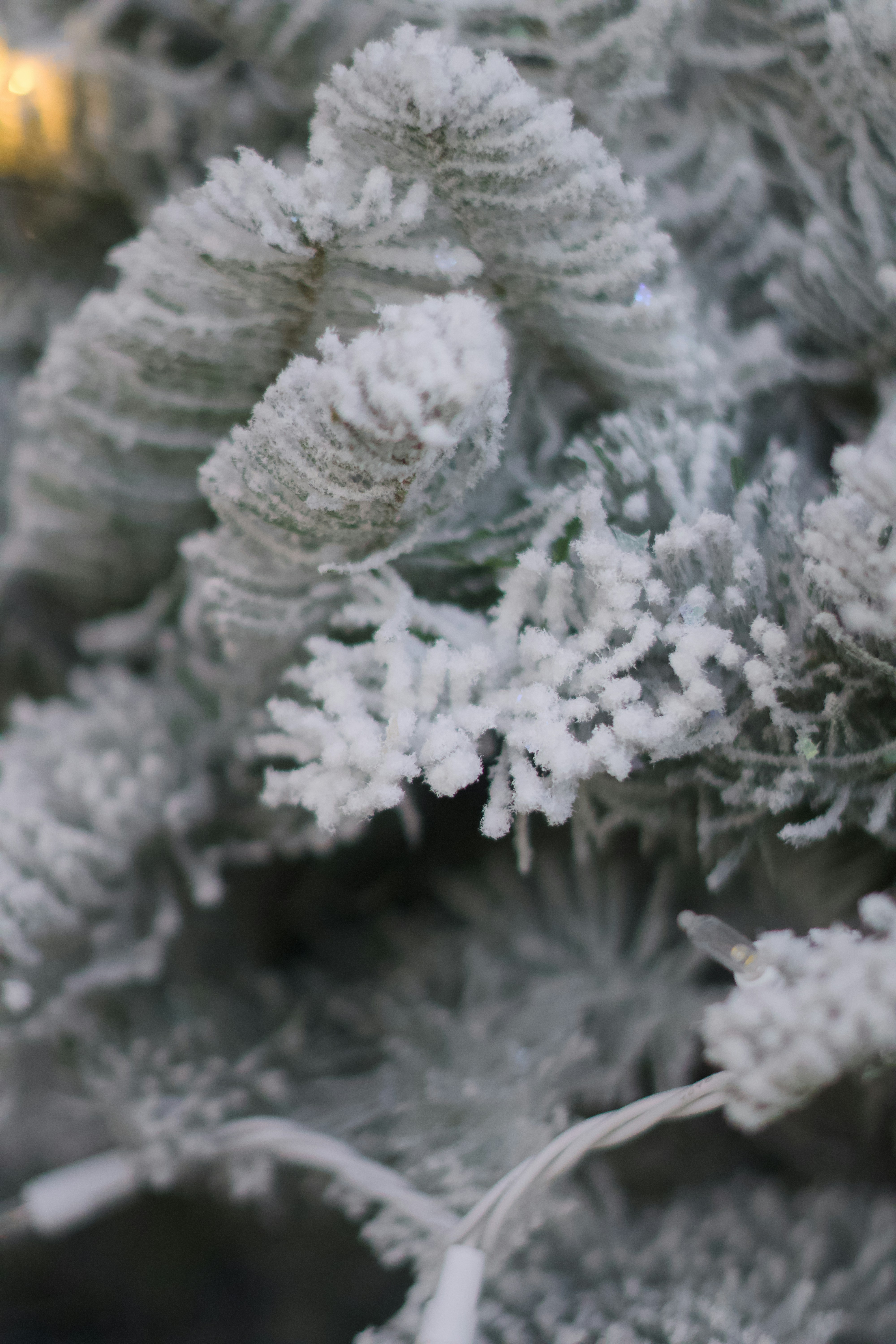 Photo by spencer_demera