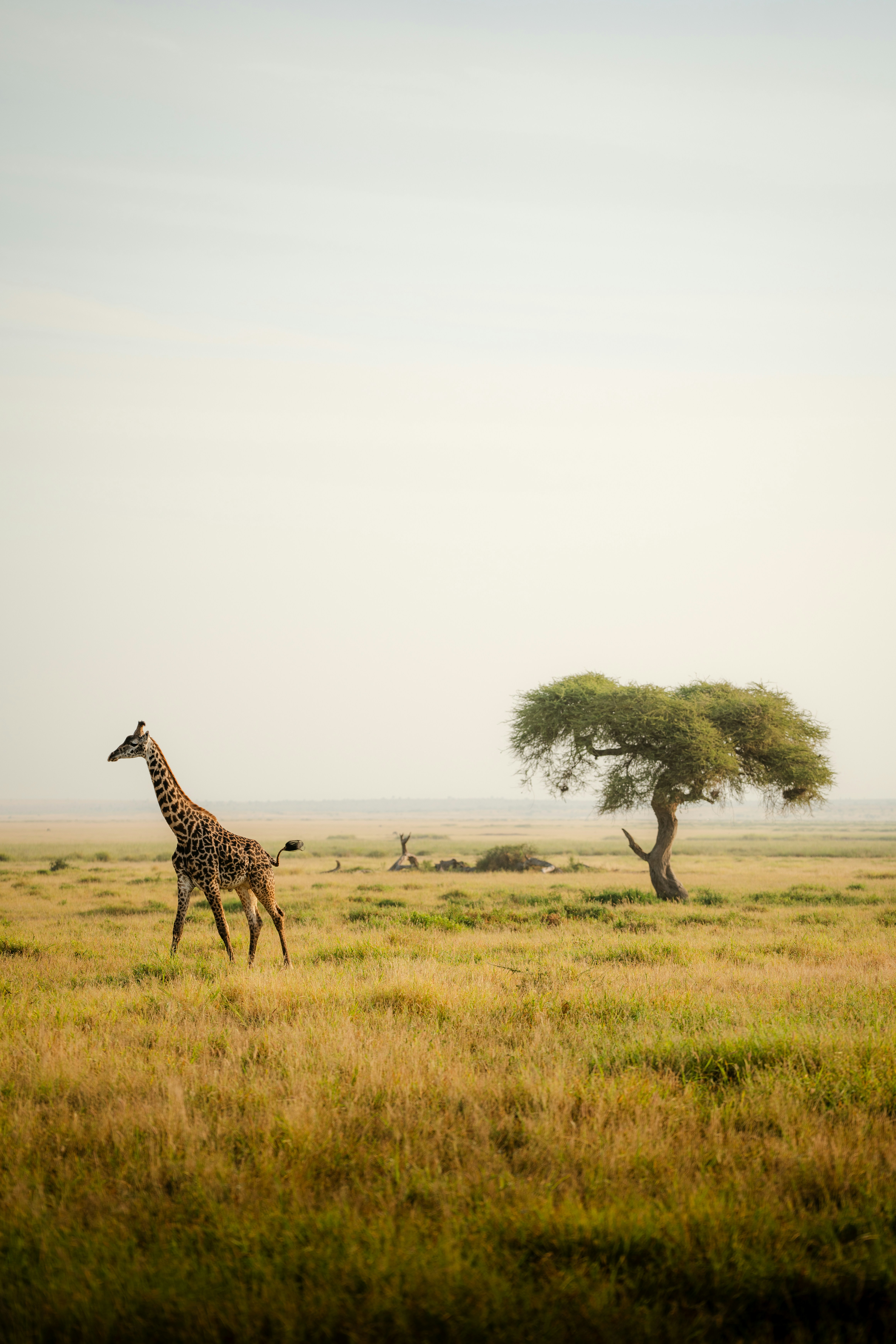 A giraffe walking across a lush green field