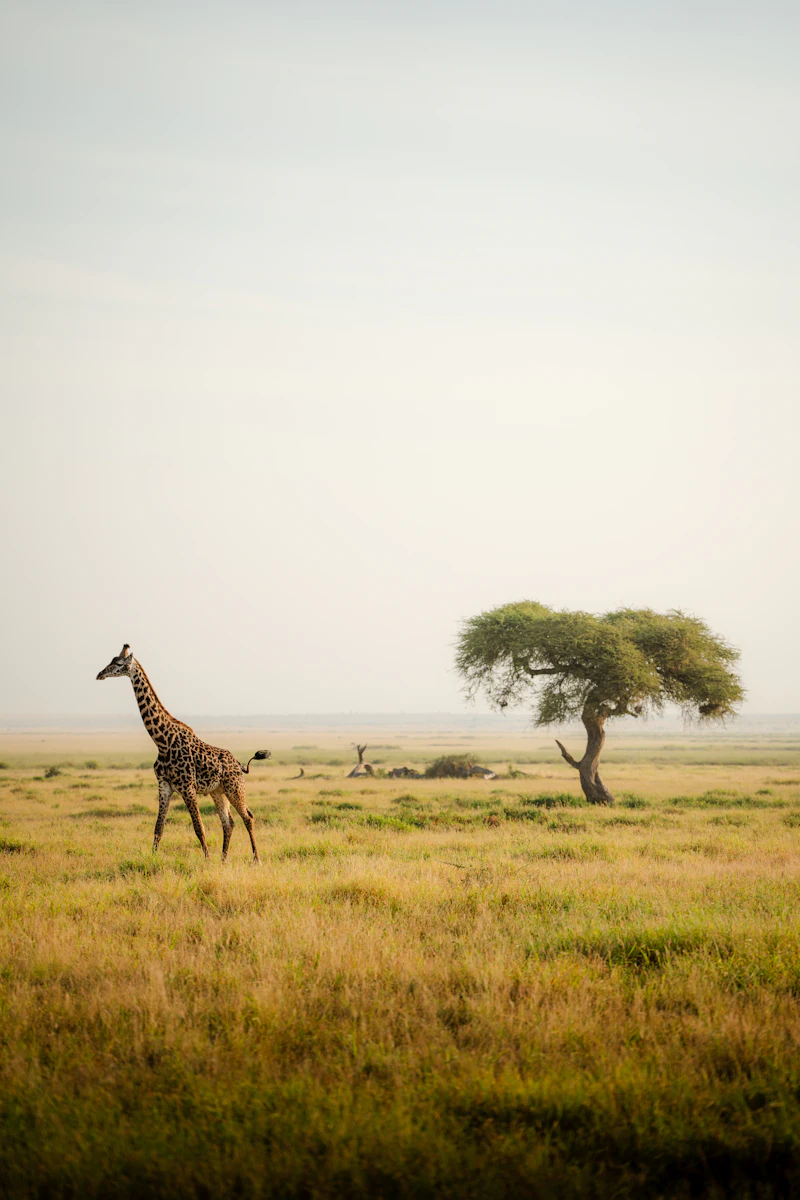 Giraffe under an acacia tree