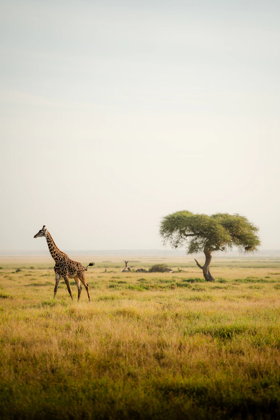 Private Conservancy Safaris