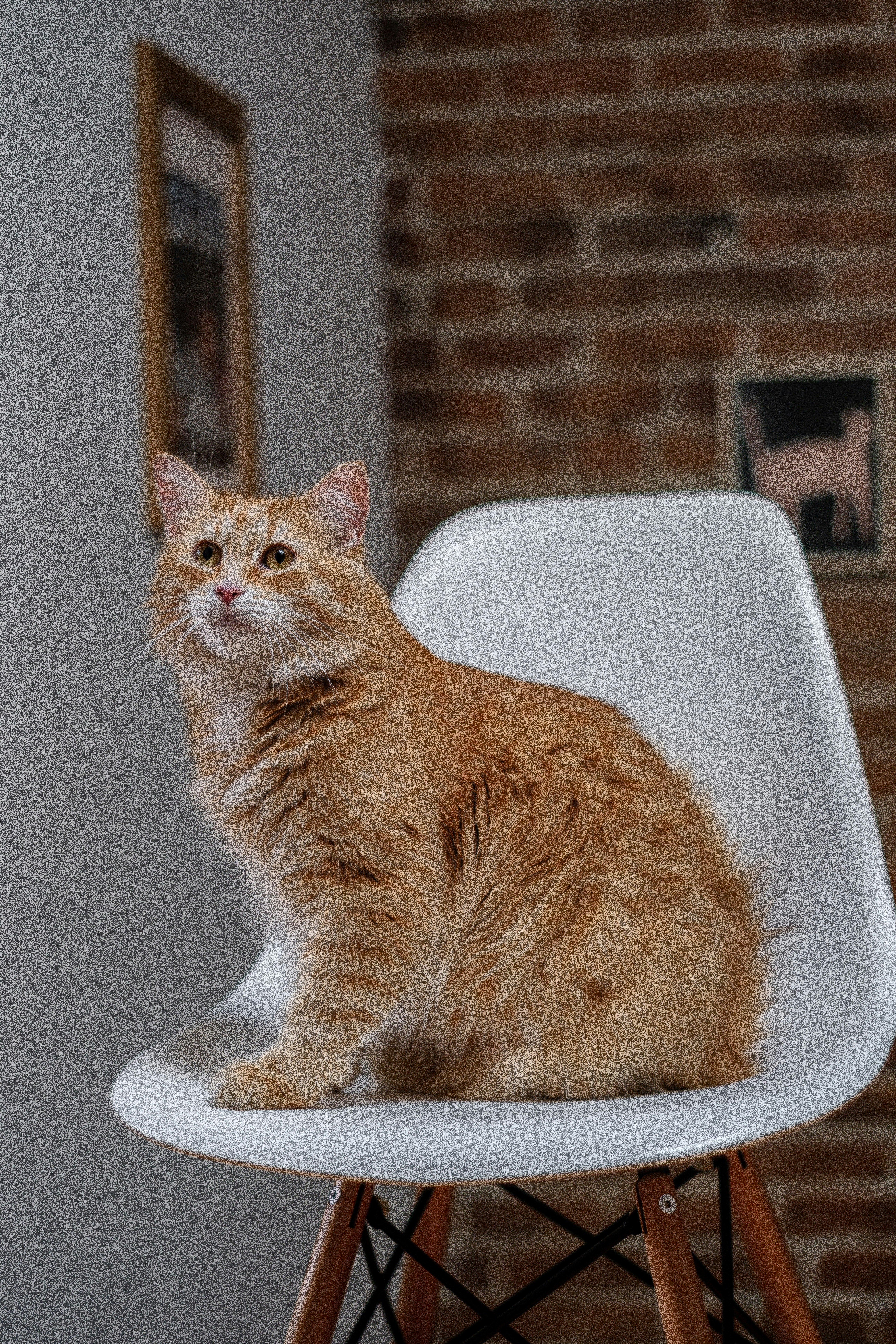 A cat sitting on top of a white chair