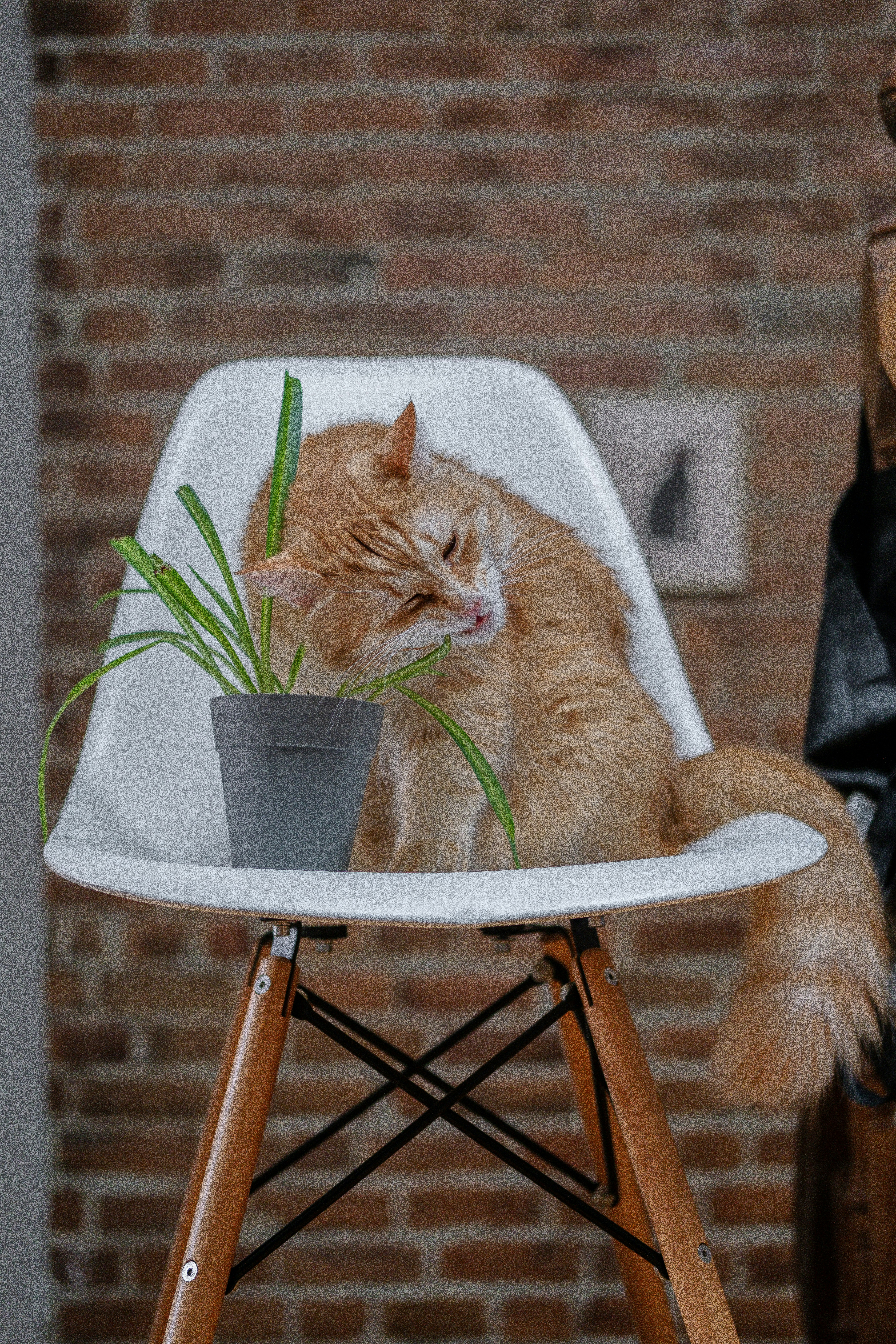 An orange cat sitting on a white chair next to a potted plant