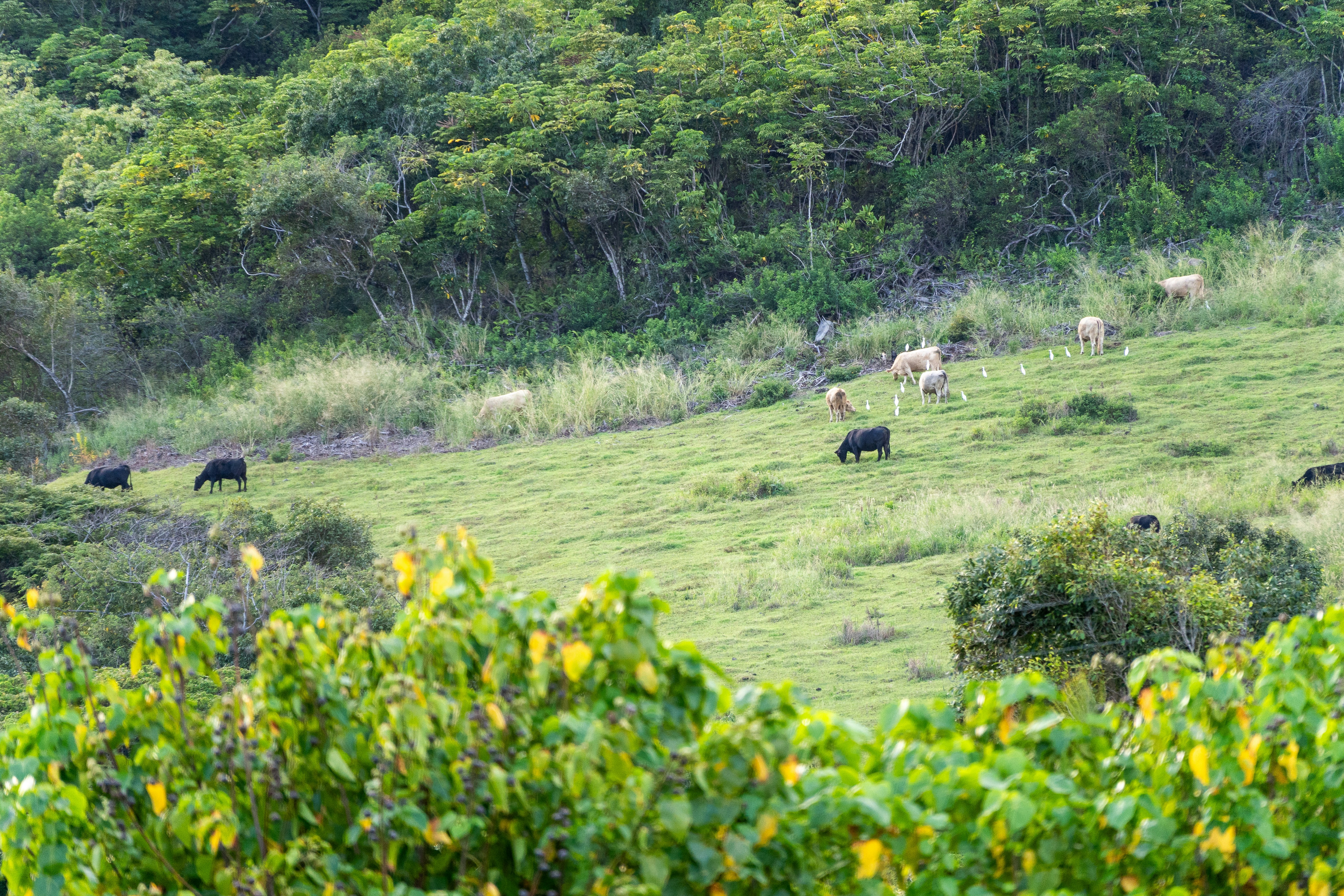 A herd of cattle grazing on a lush green hillside photo – Free ...