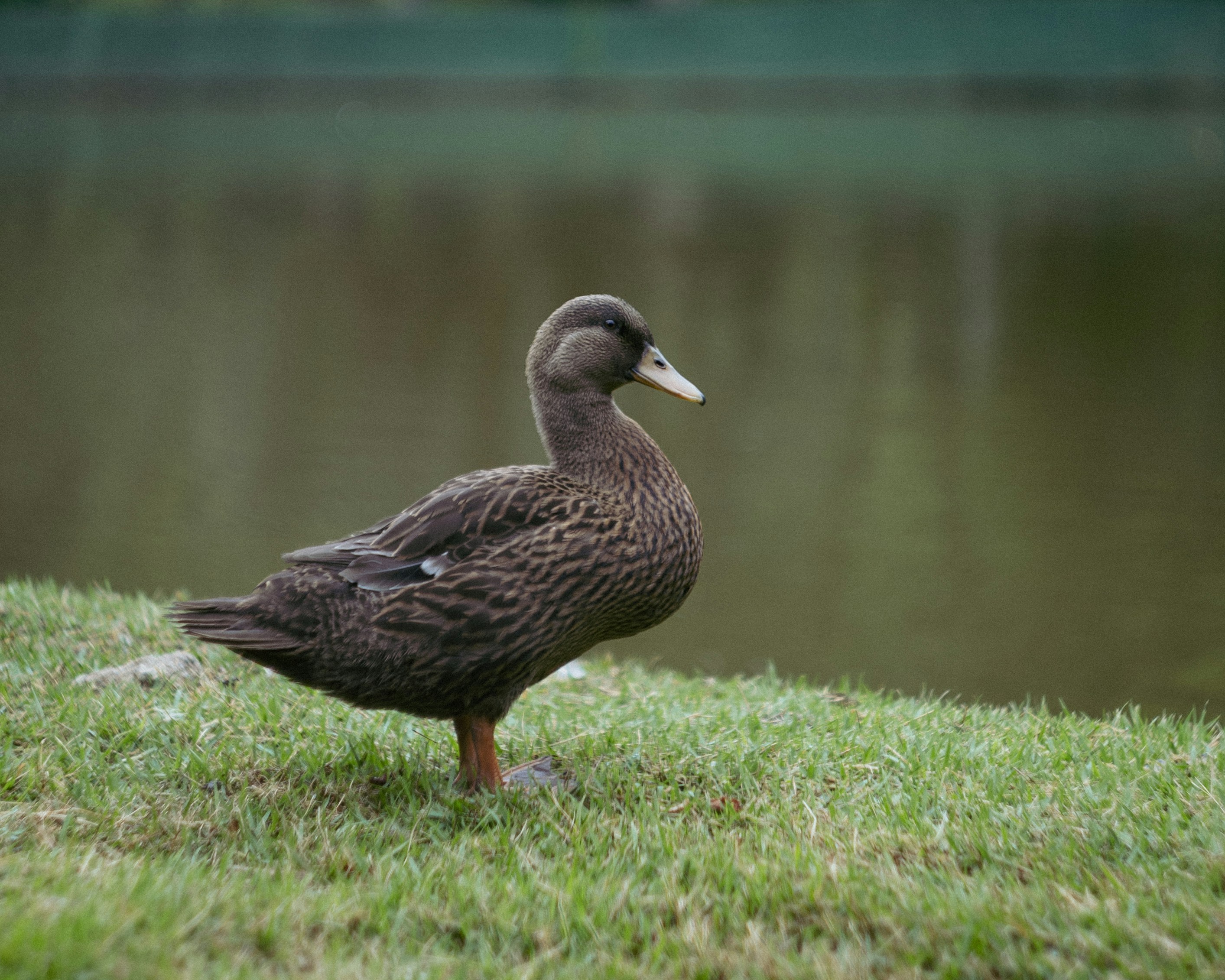 Photo by lucasdalamartaphoto