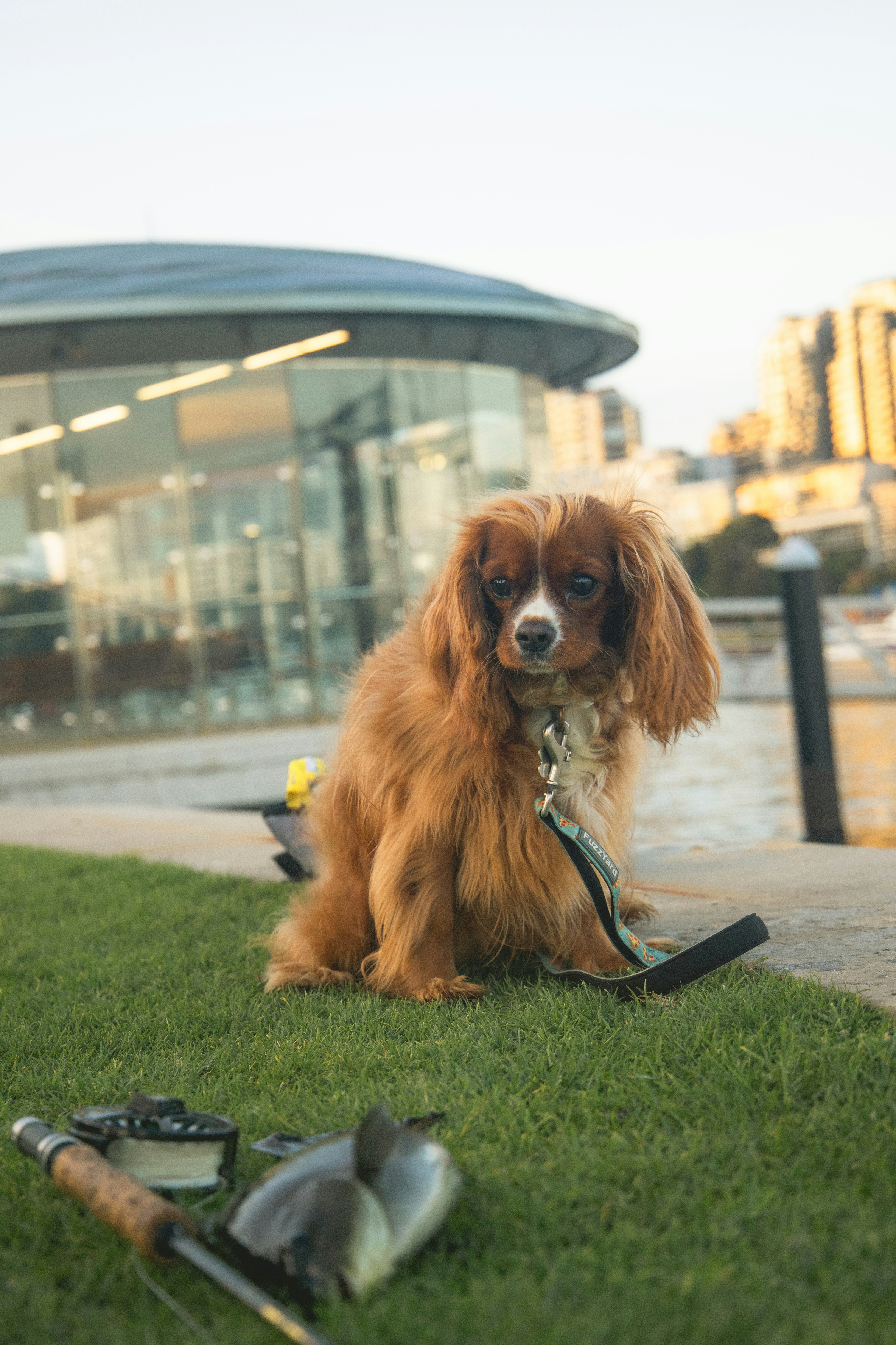 A brown dog sitting on top of a lush green field