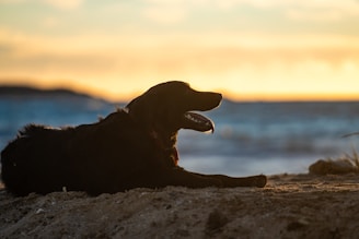 A dog sitting on the beach with its mouth open
