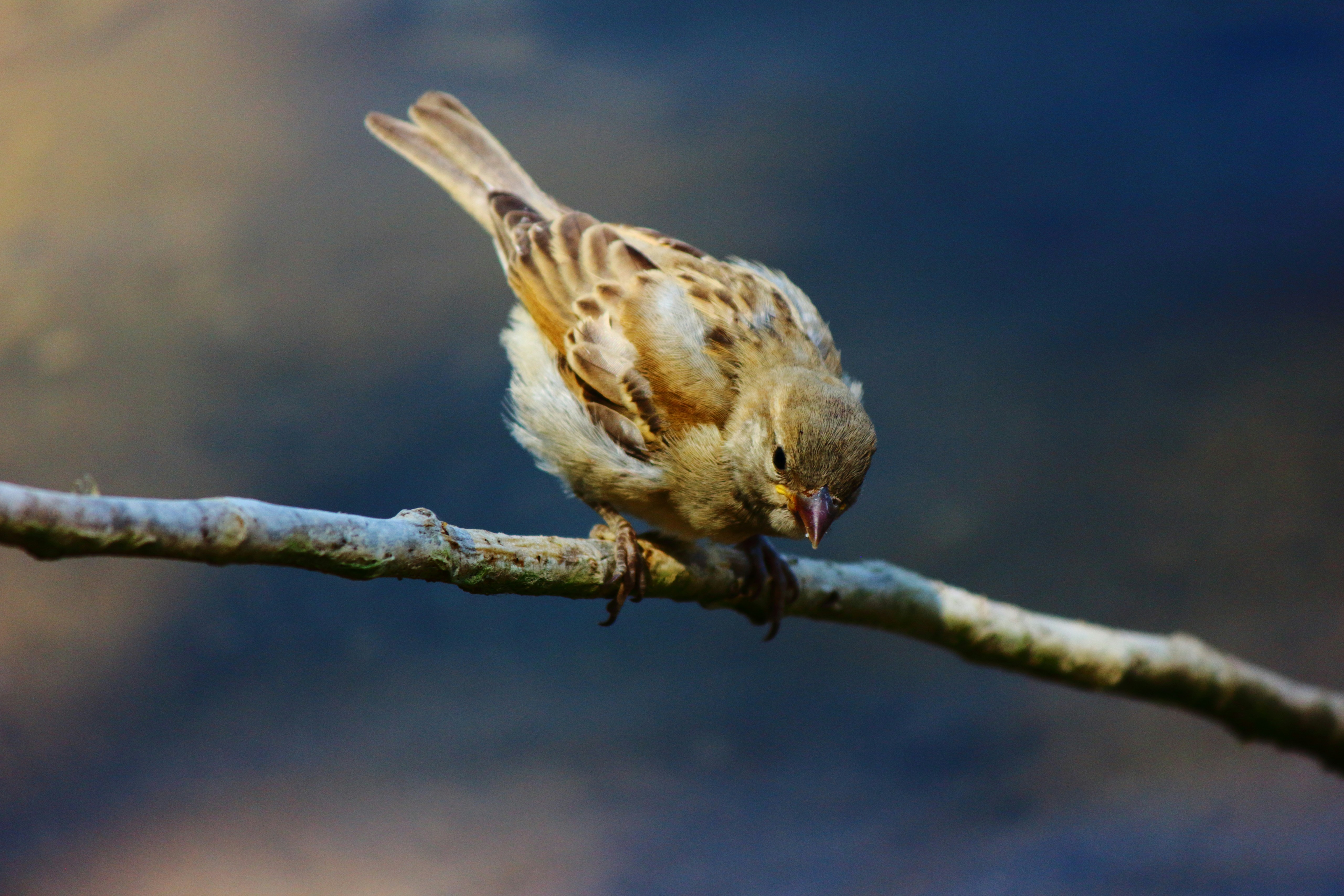 Circadian Rhythms: The Biological Clock That Rules the Roost (image credits: unsplash)