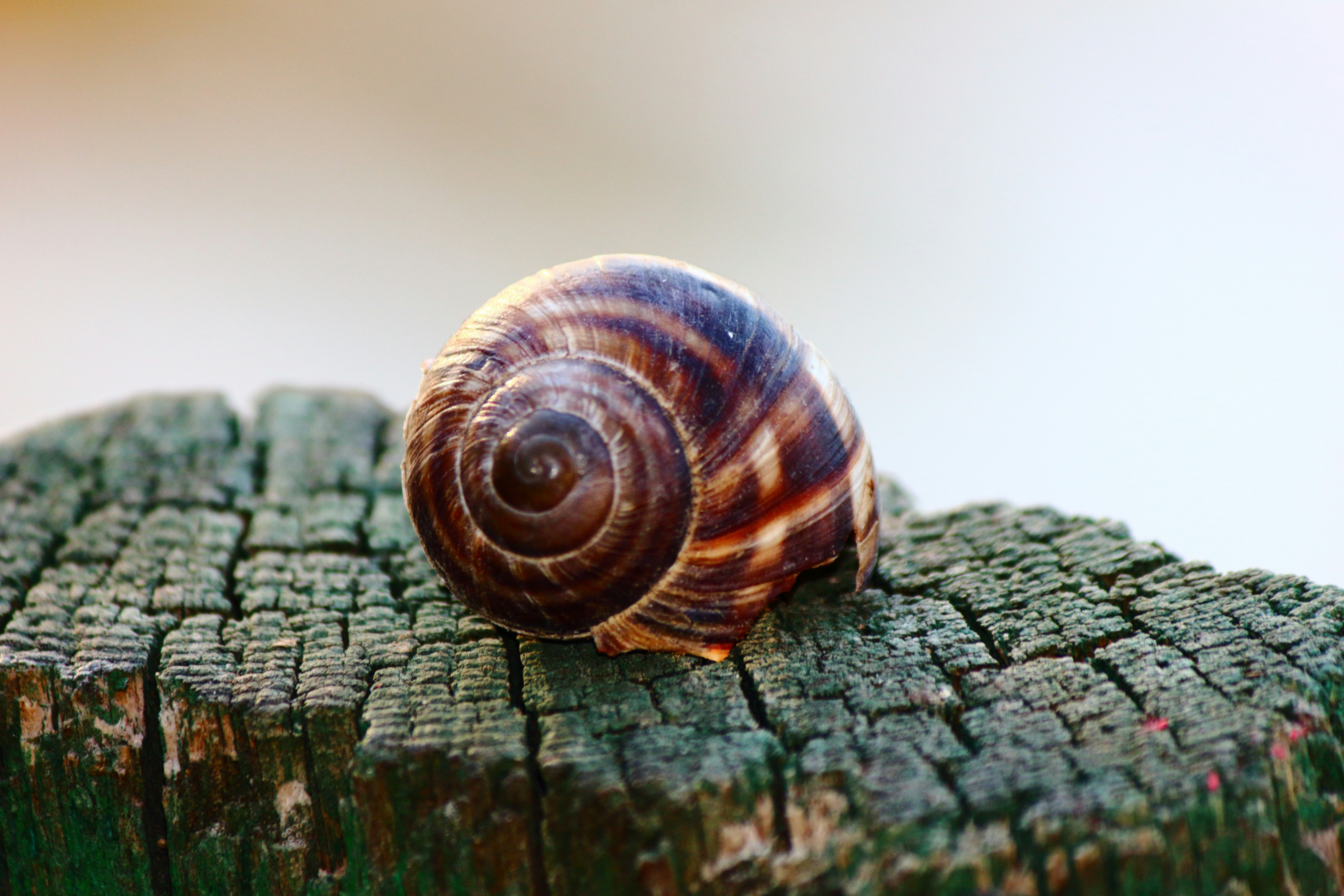 Photo by cengizozarpat