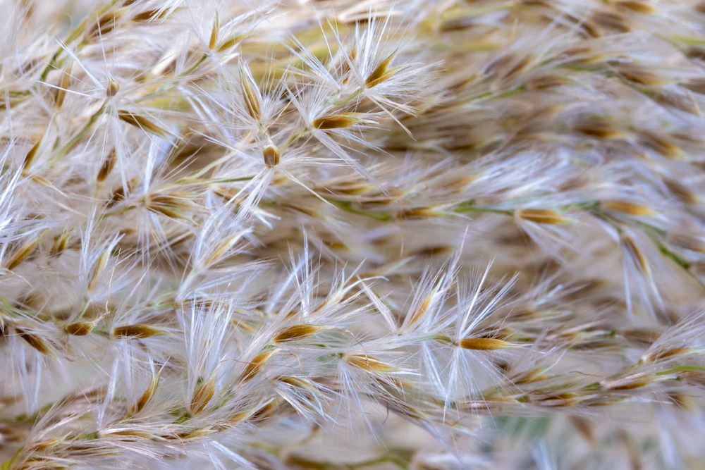 Psyllium husk