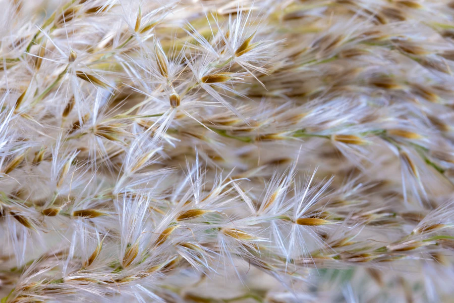 Psyllium husk and seeds