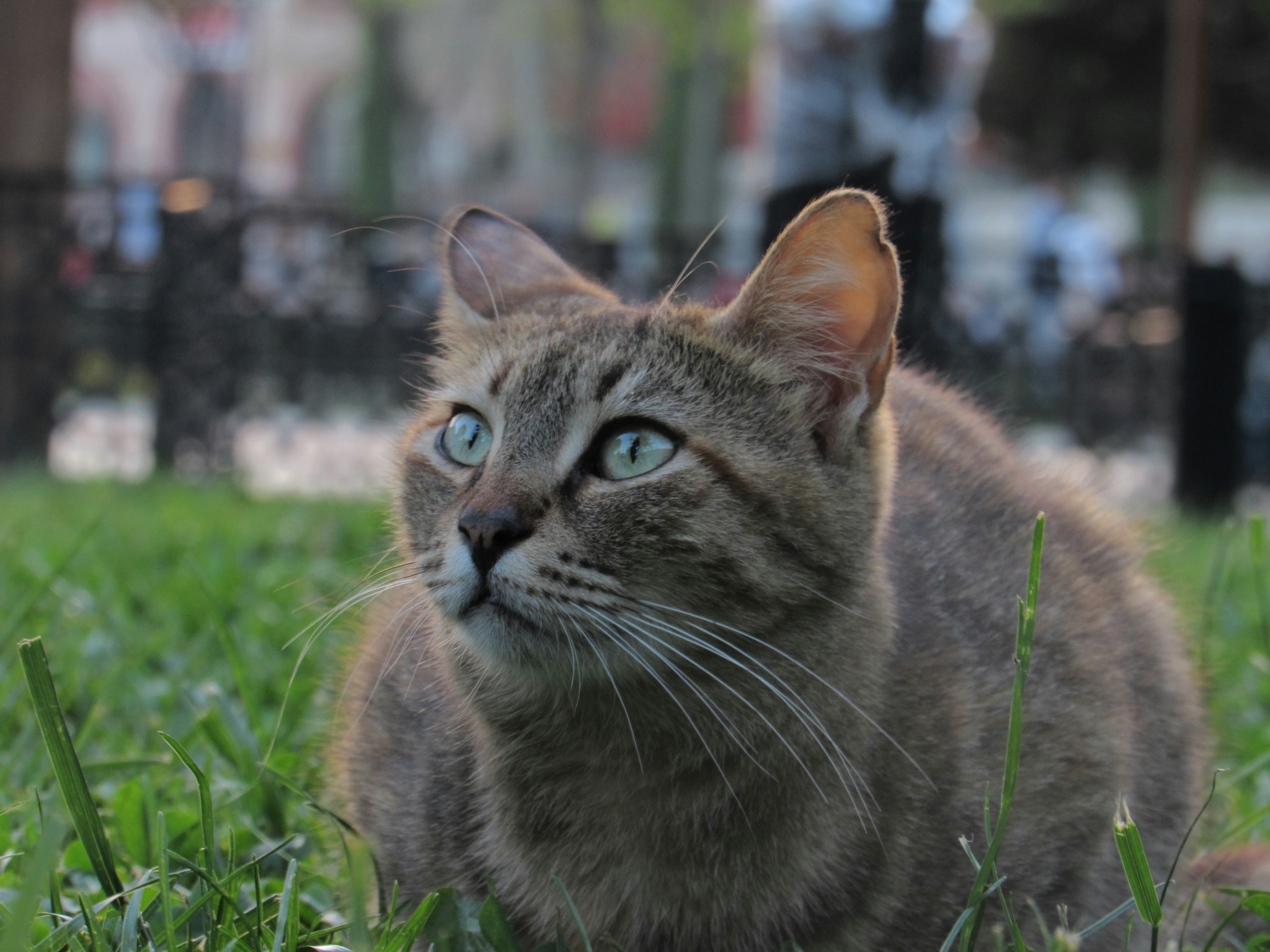 A close-up photo of a tabby cat with striking green eyes. The cat is sitting in a patch of green grass, its gaze directed upwards, seemingly lost in thought or perhaps observing a bird or insect. The cat's fur is a mix of brown and black stripes, and its whiskers are prominent.