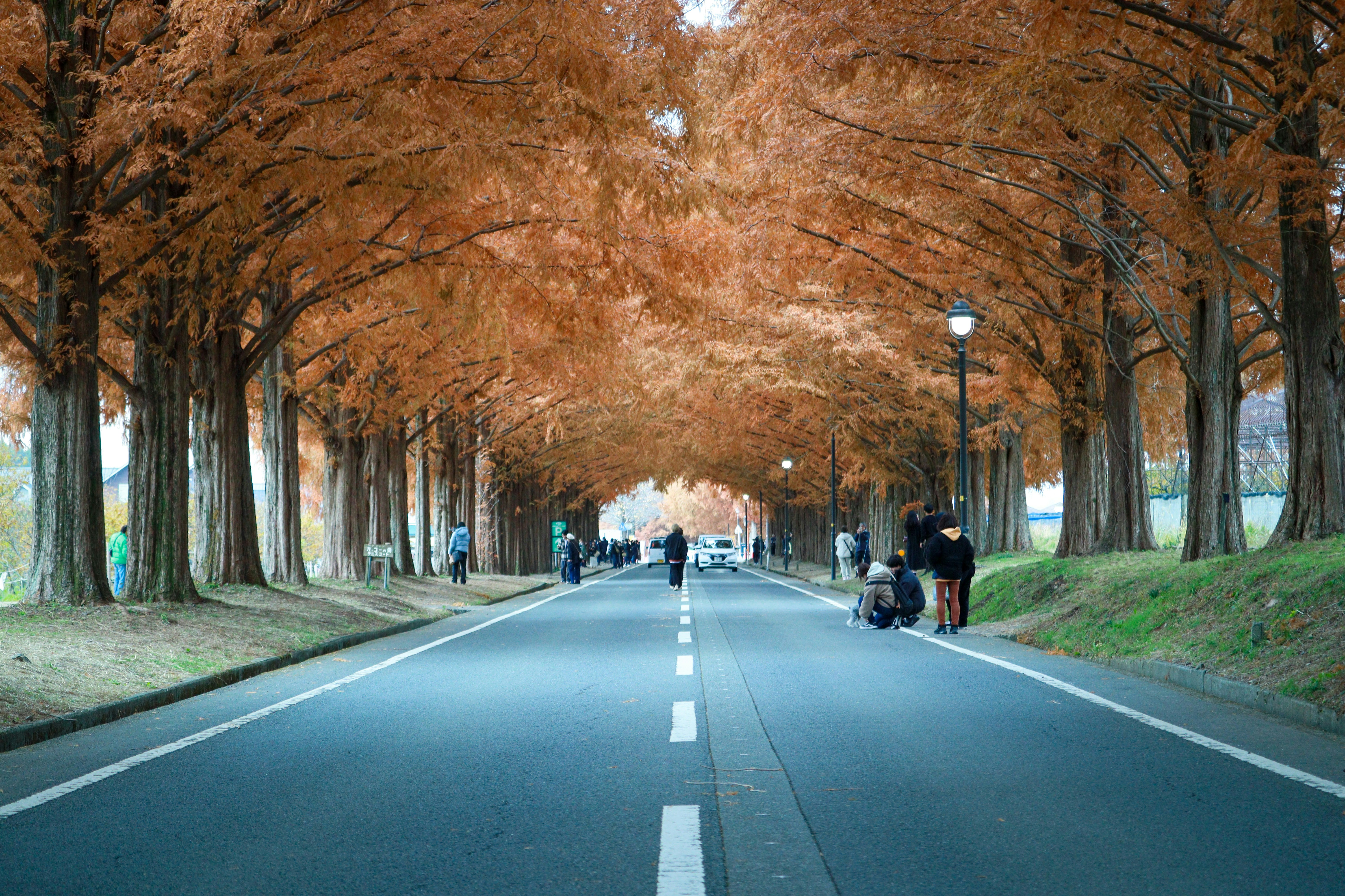Dawn Redwoods: The Trees That Came Back from the Dead (image credits: unsplash)